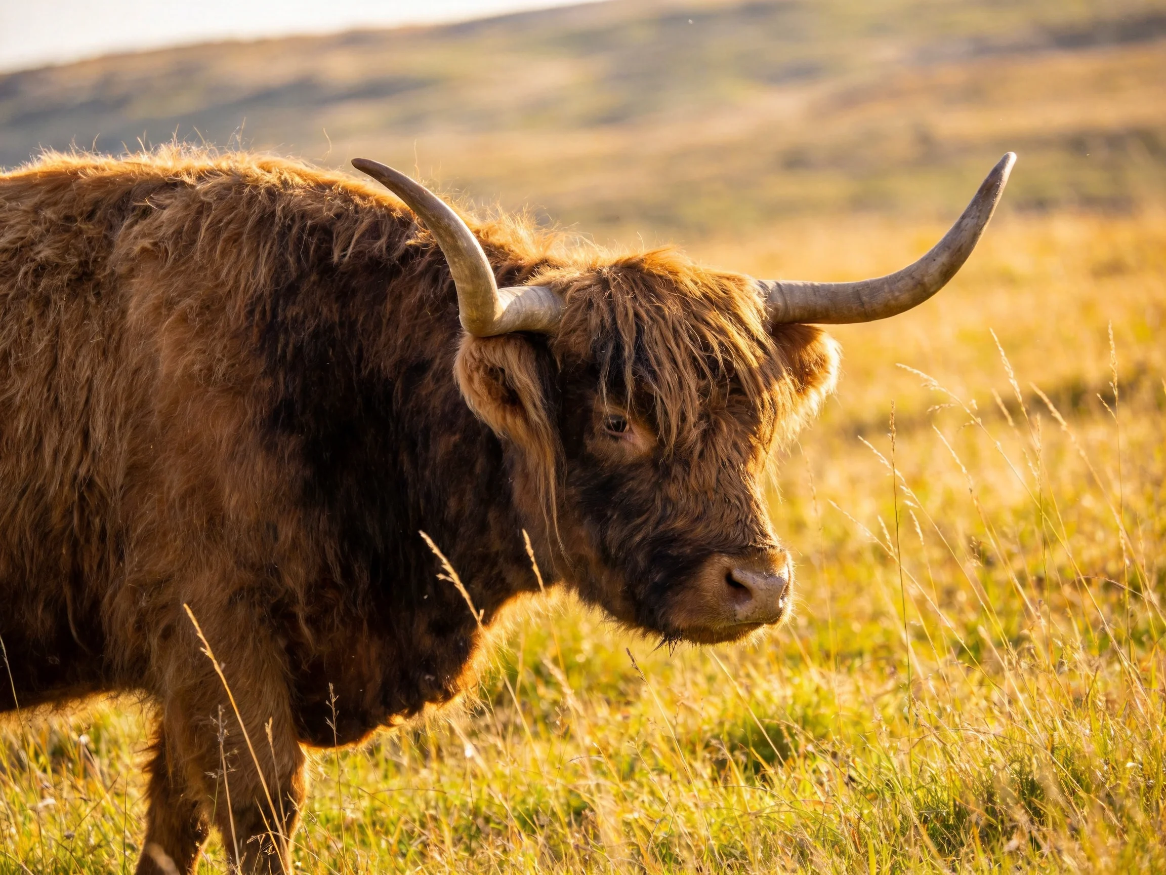 A shaggy brown Highland cow in sunlit golden meadow