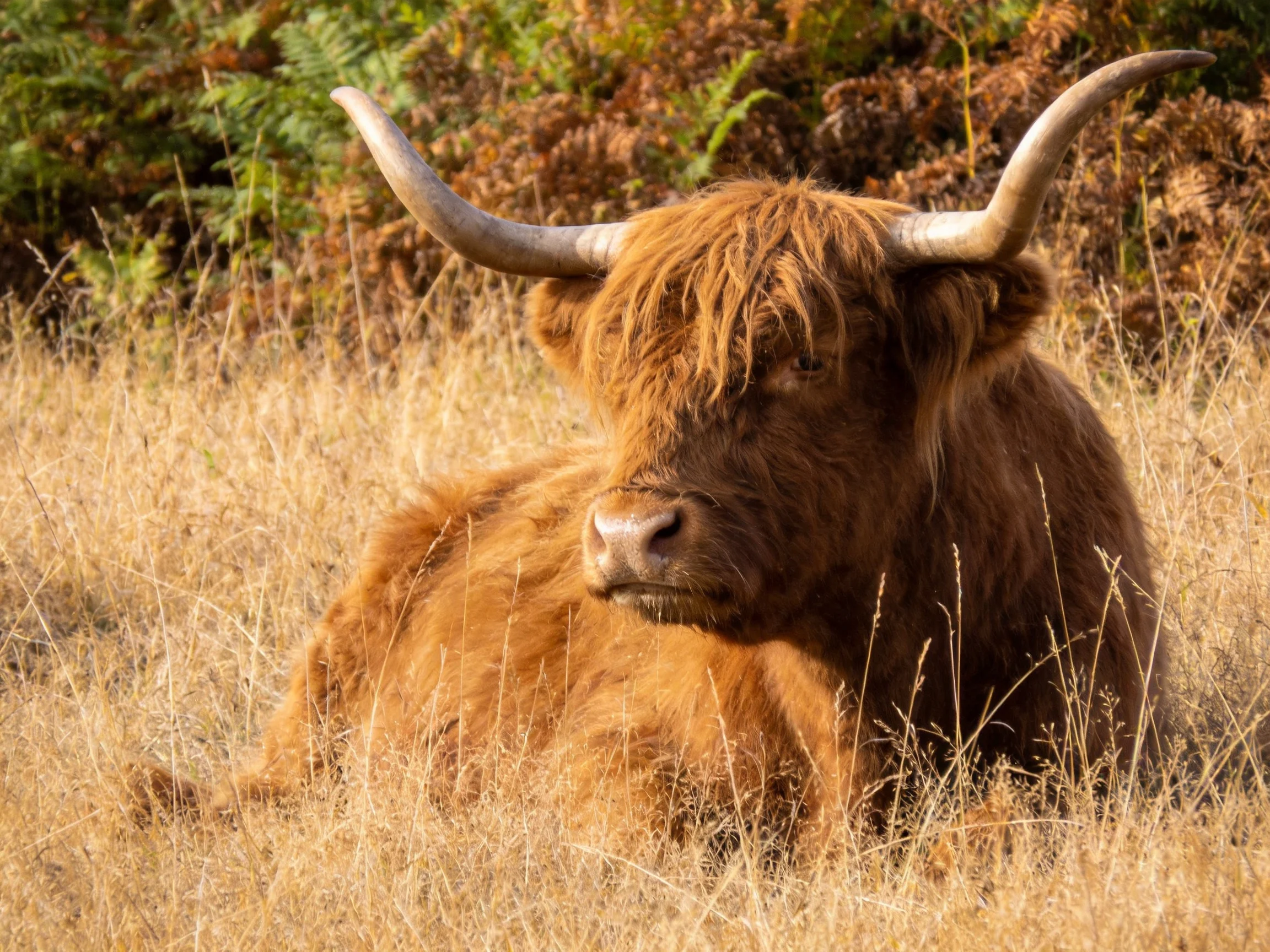 A shaggy brown Highland cow rests amid tall golden grasses