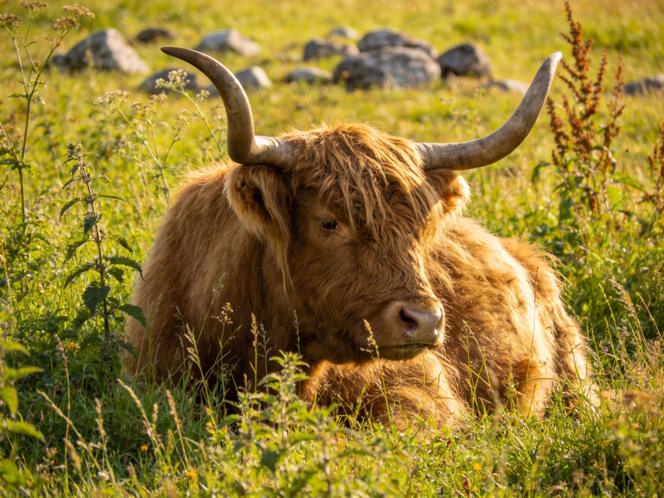 A shaggy brown Highland cow rests amid tall green grass and scattered rocks