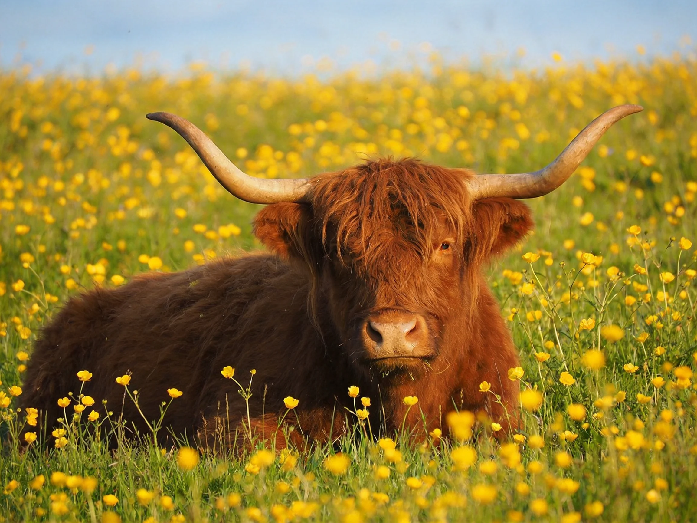 A shaggy brown Highland cow rests in a field of bright yellow wildflowers.