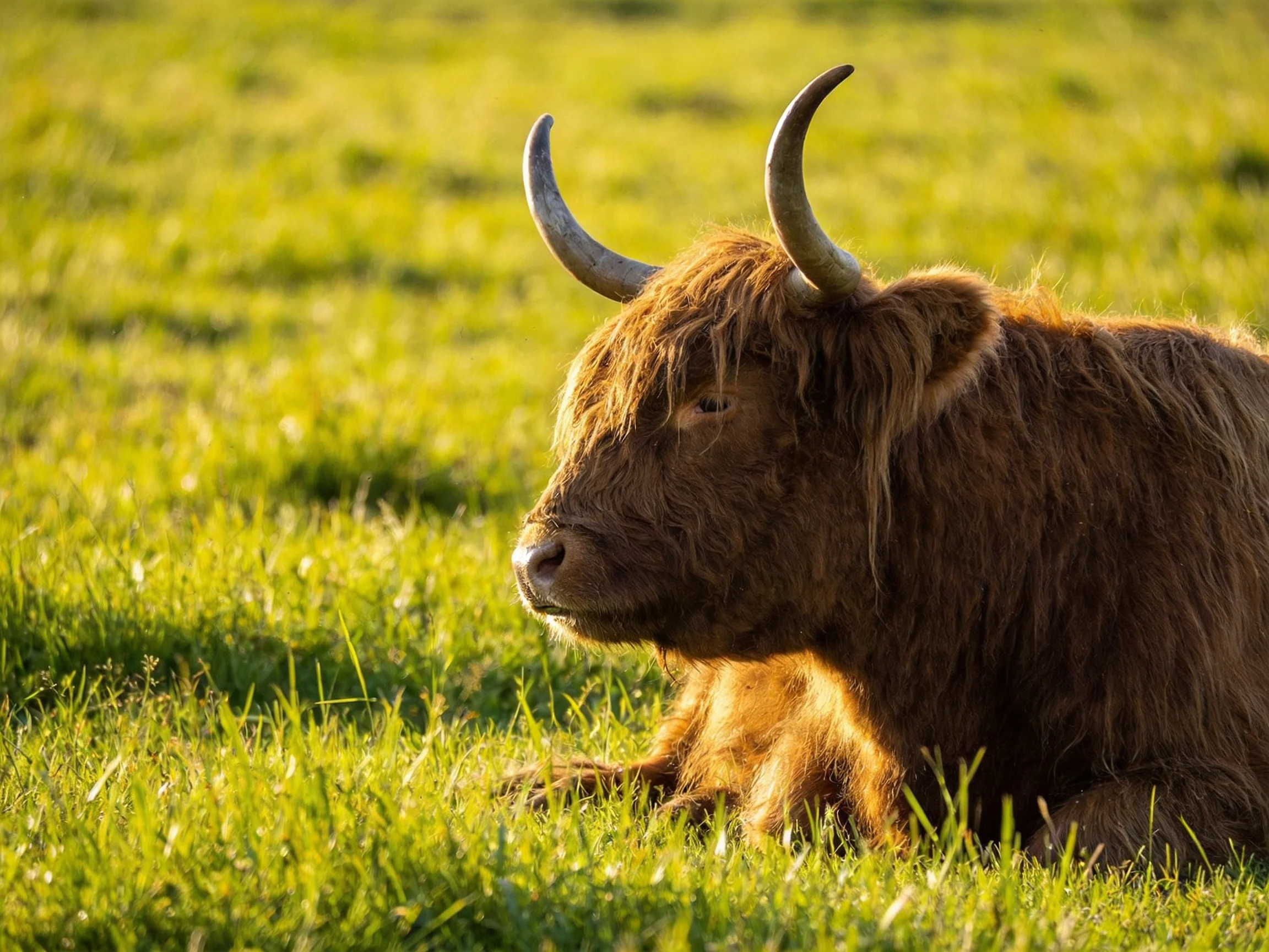 A shaggy brown Highland cow rests on lush green grass.