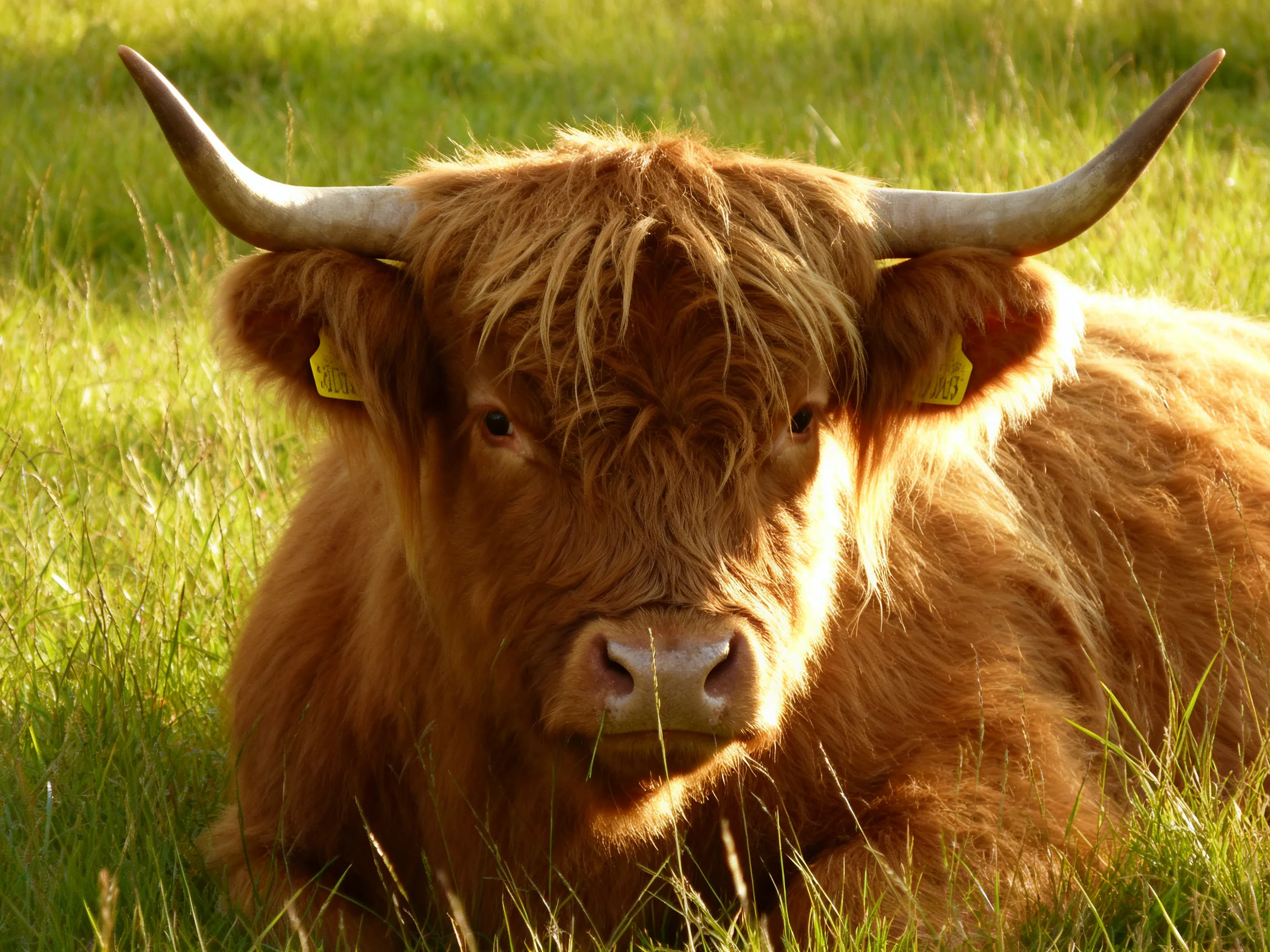 A shaggy brown cow with large curved horns rests in sunlit green grass.