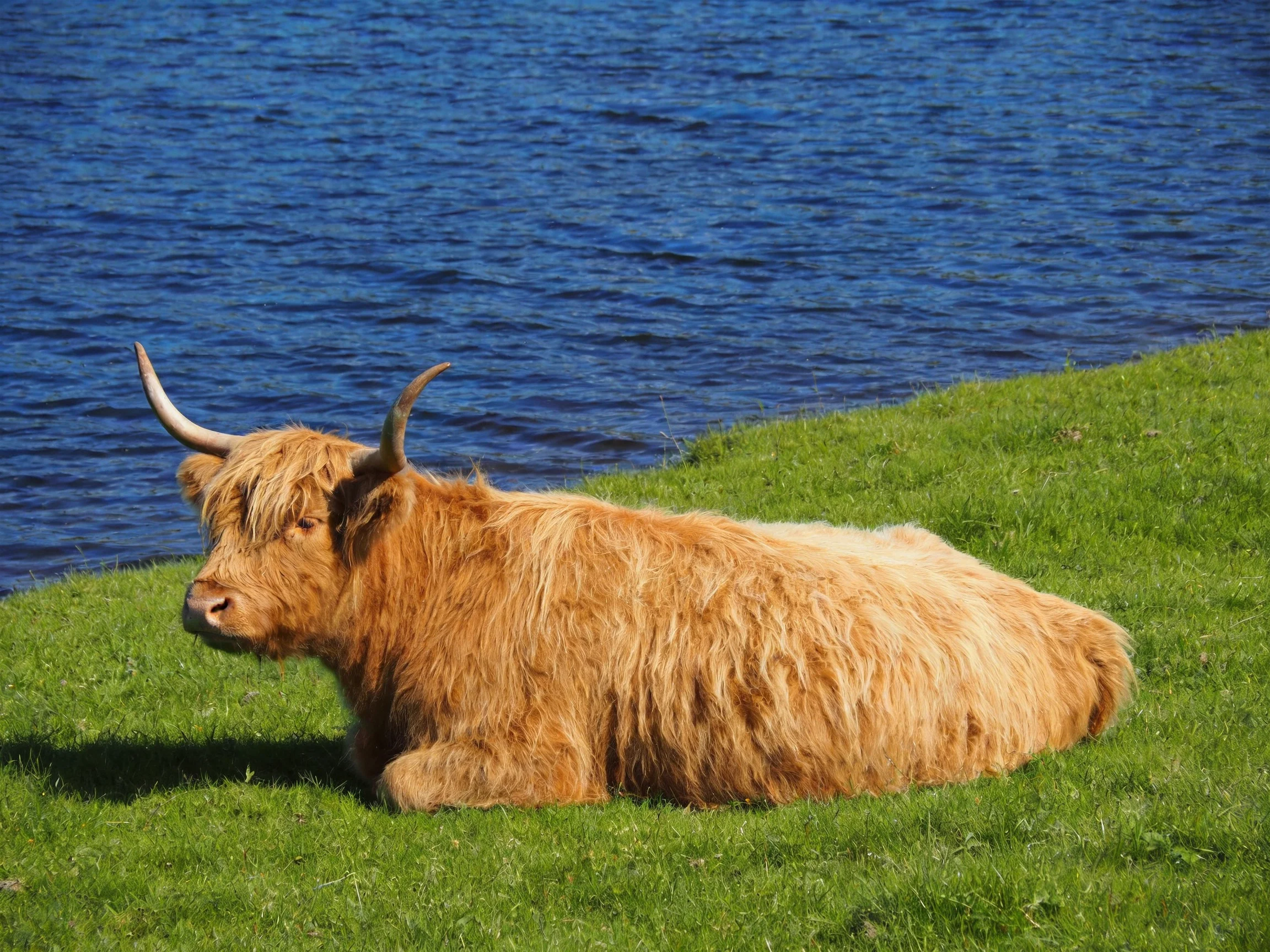 A shaggy brown Highland cow rests near a blue body of water