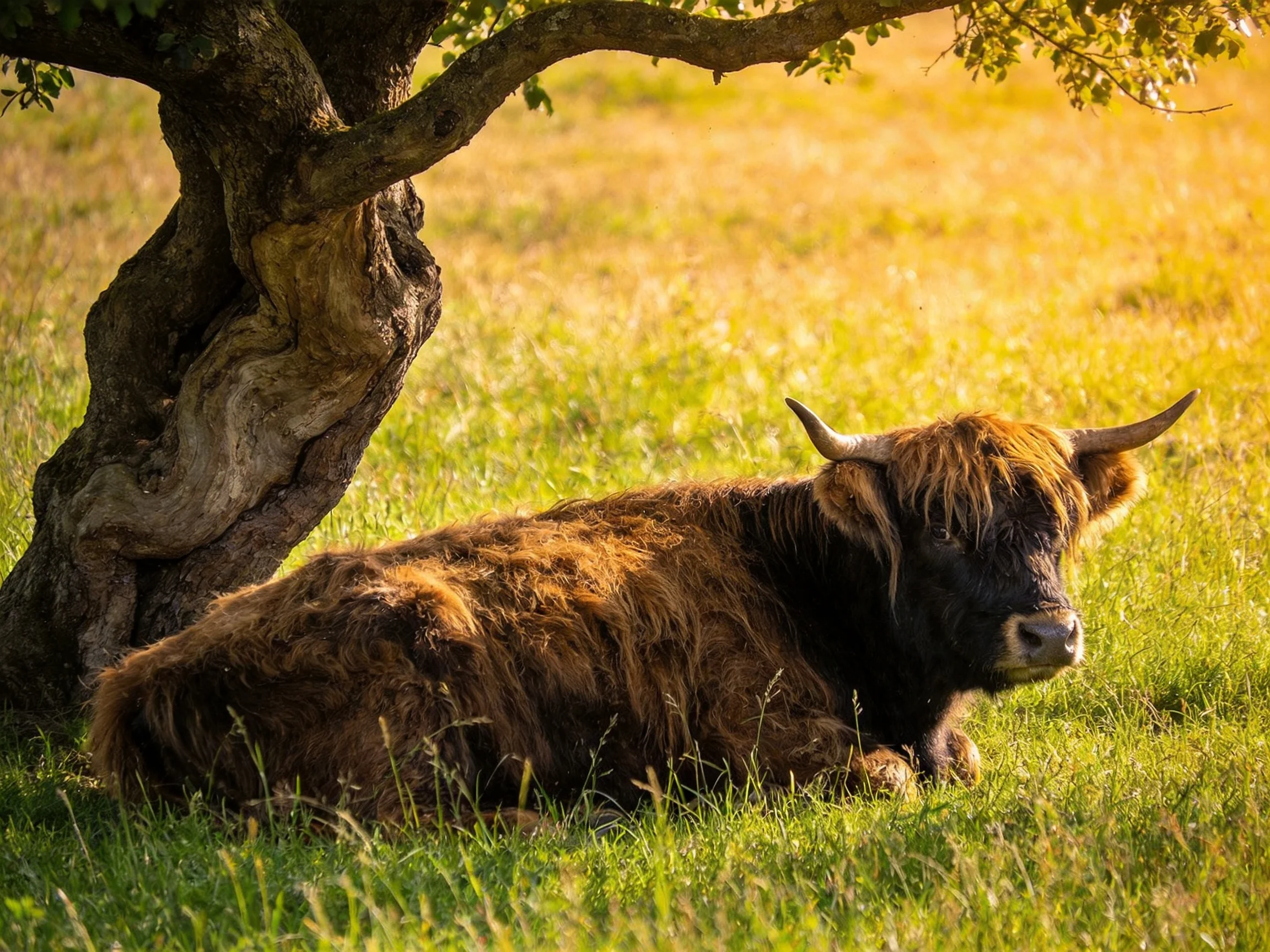 A shaggy brown Highland cow rests under a twisted old tree in a golden meadow.