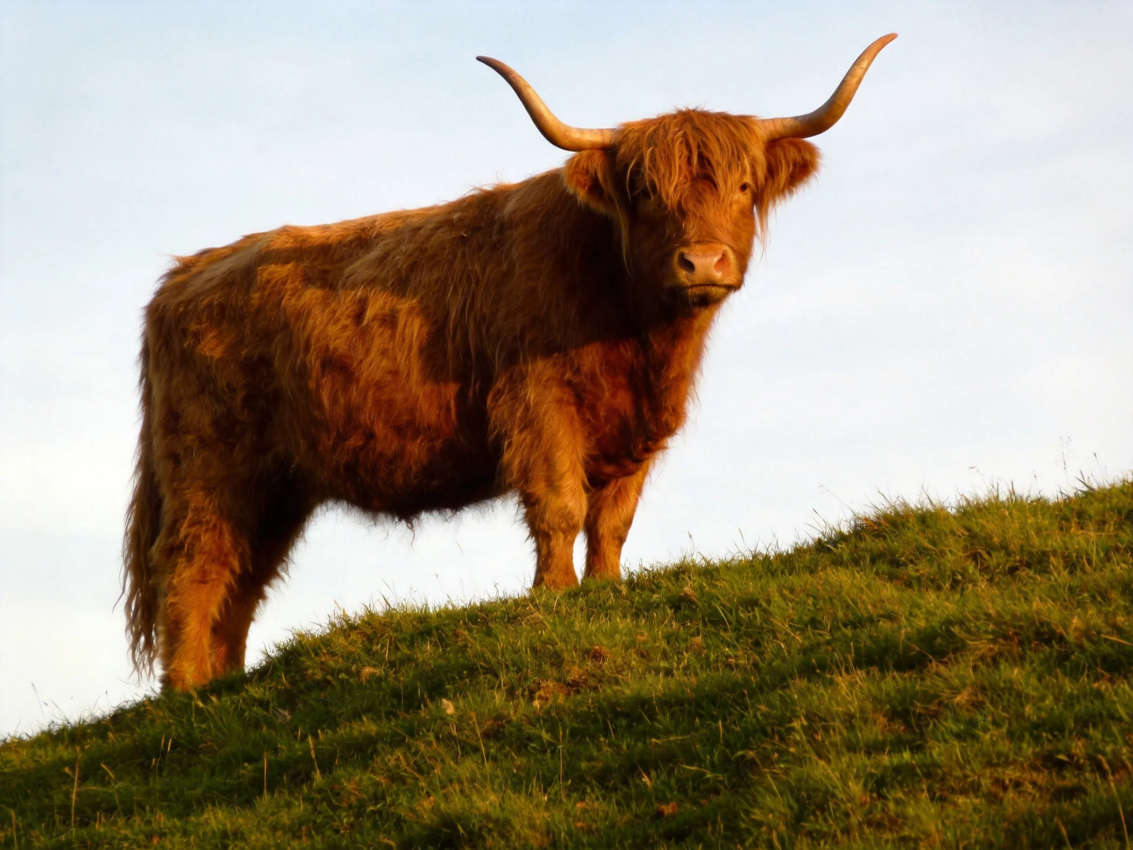 A shaggy brown Highland cow stands atop a lush green hillside