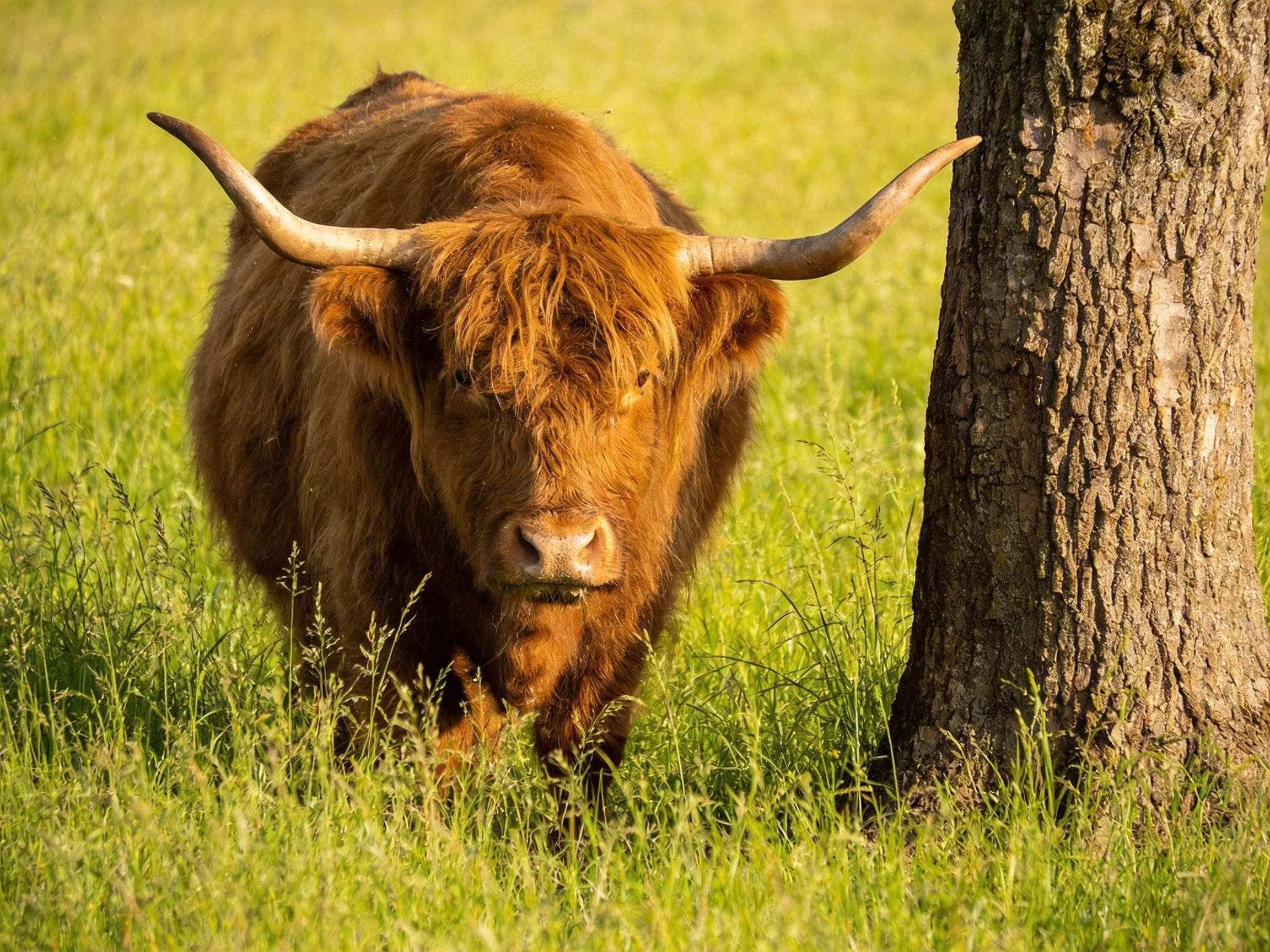 A shaggy brown Highland cow stands beside a tree in lush green grass