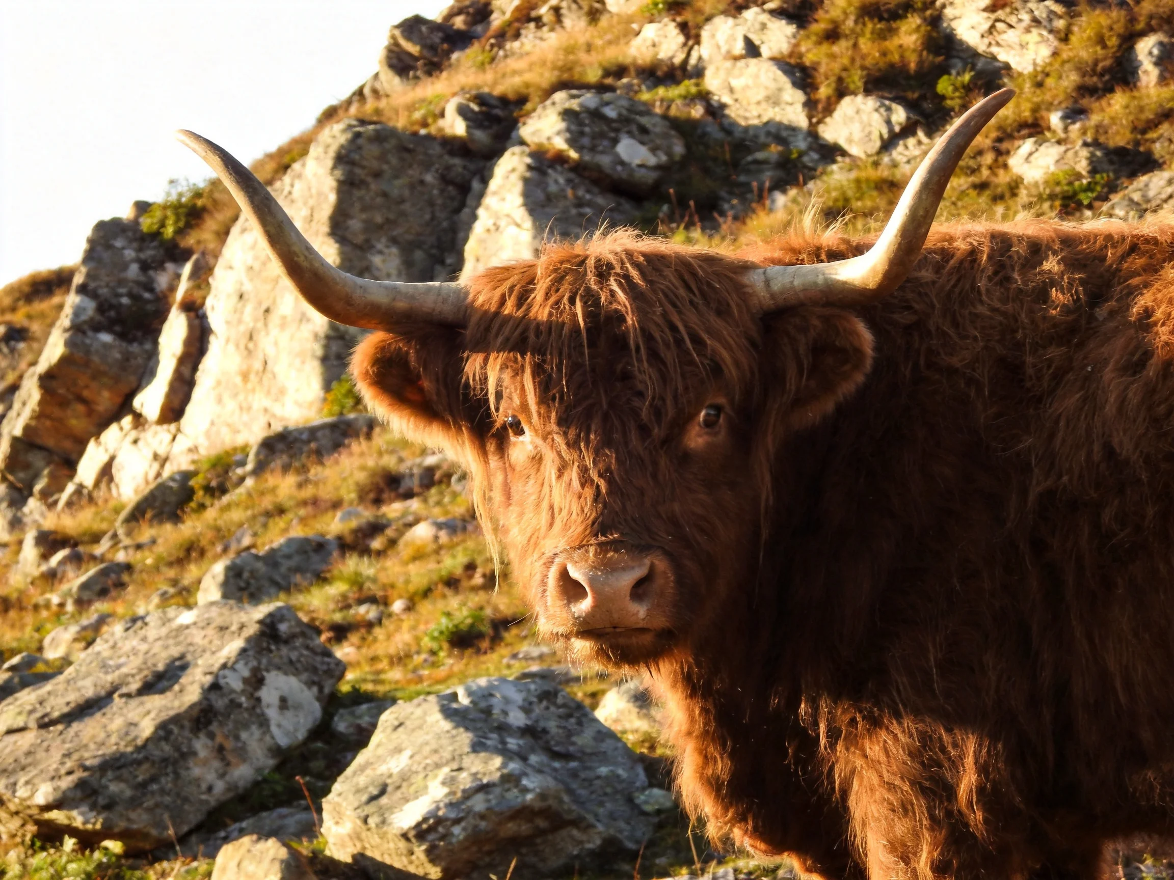 A shaggy brown Highland cow stands by rocky hillsides