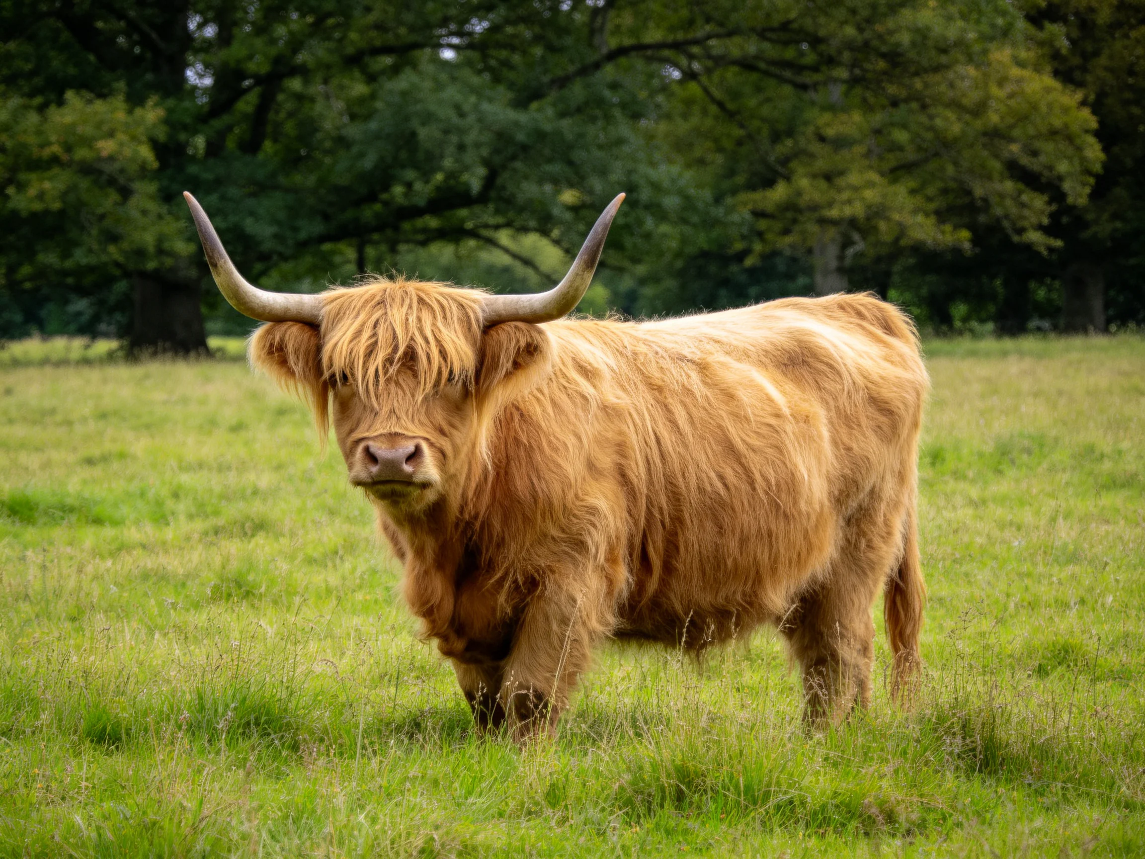 A shaggy brown Highland cow stands in a lush green meadow near tall trees