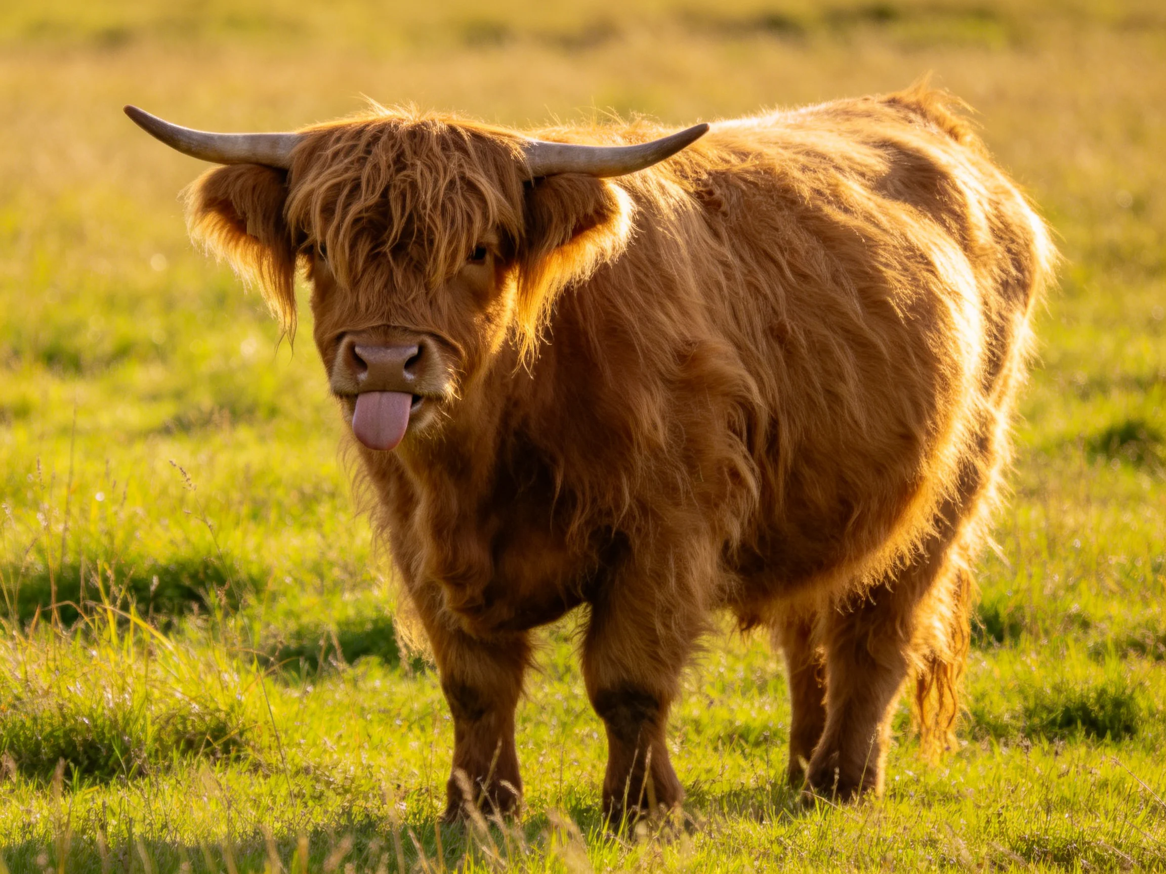 A shaggy brown Highland cow stands in a sunlit green meadow