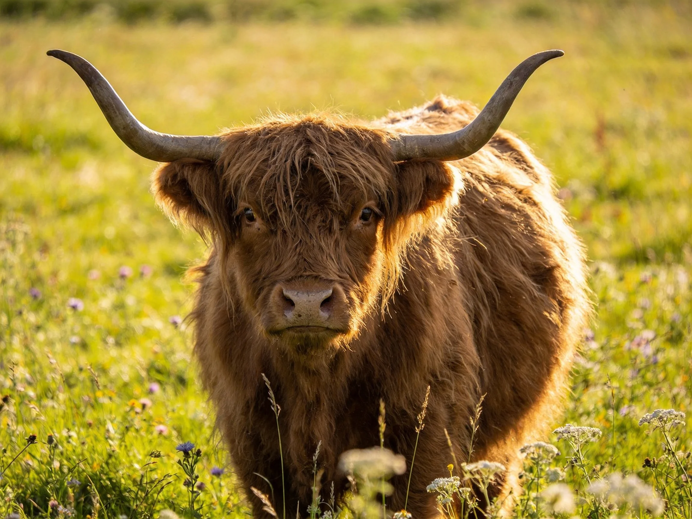 A shaggy brown Highland cow stands in a sunlit meadow of wildflowers