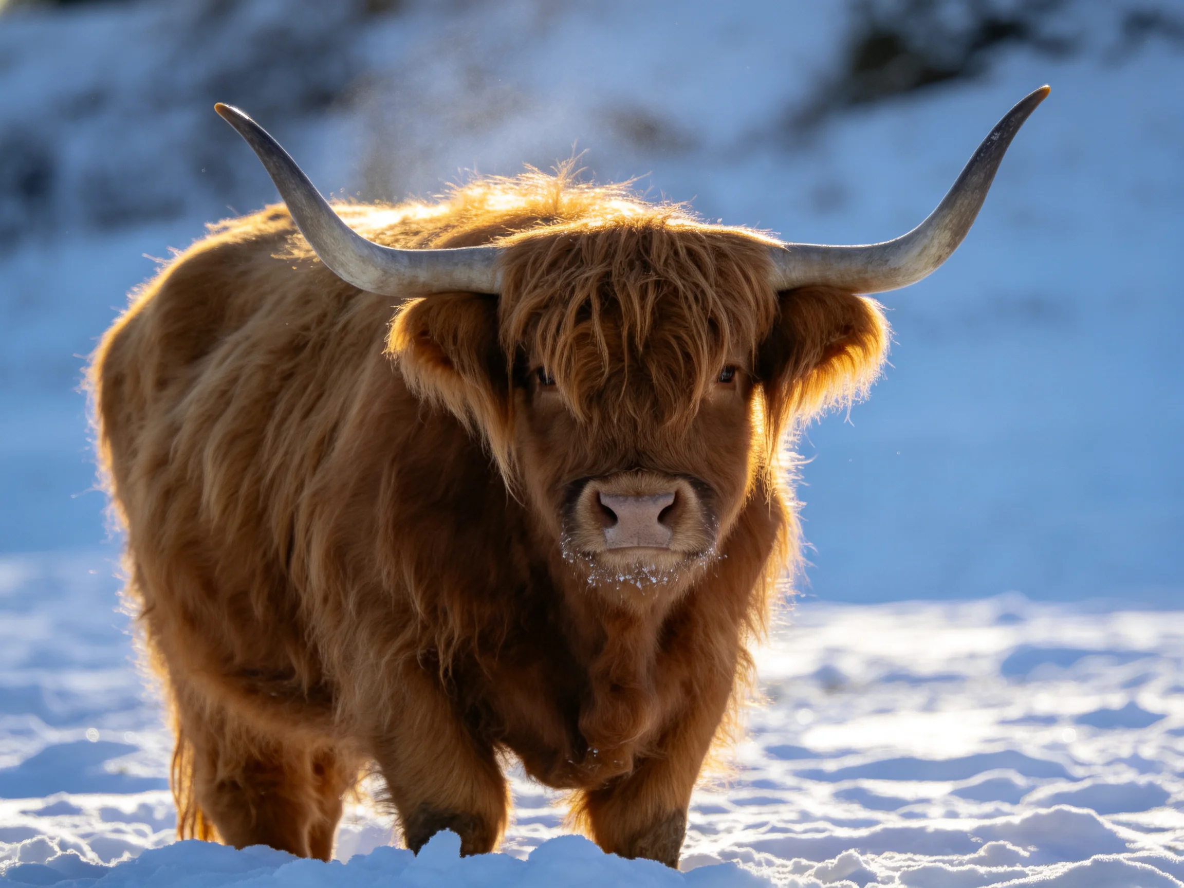 A shaggy brown Highland cow stands in snowy landscape