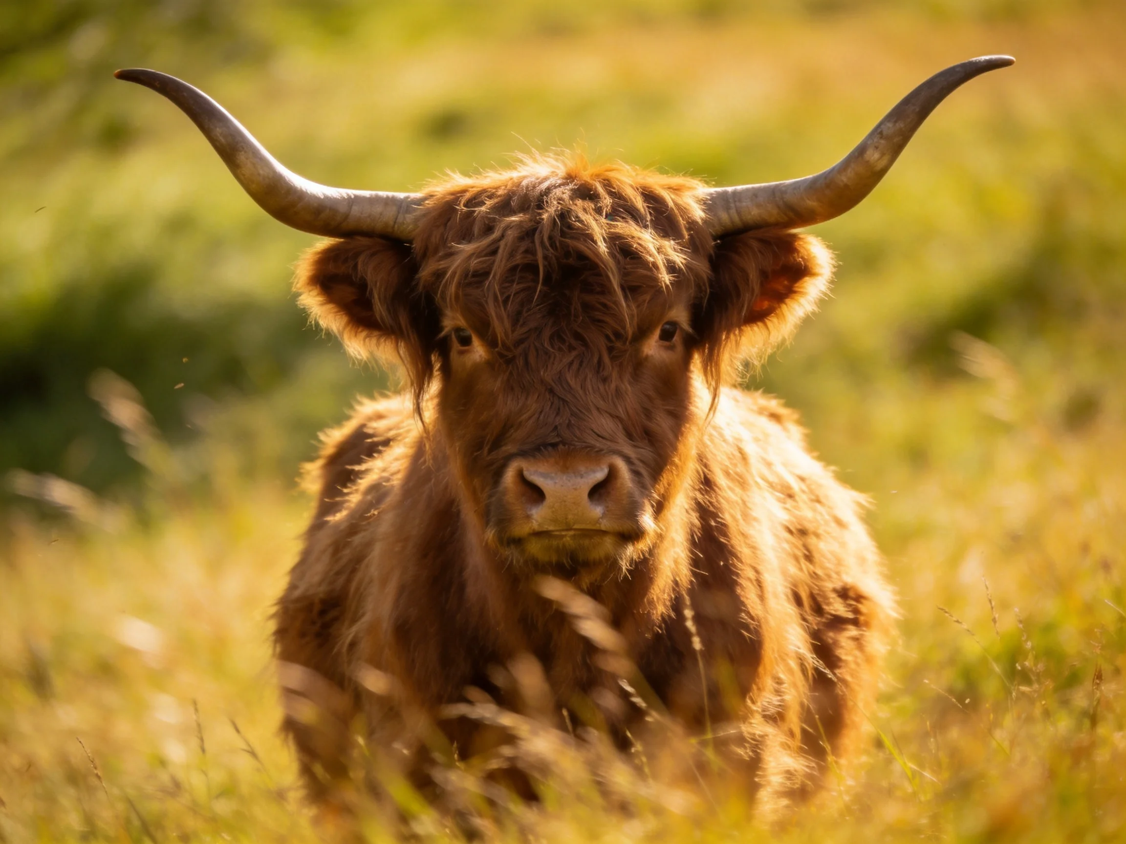 A shaggy brown Highland cow with large curved horns in a sunlit meadow
