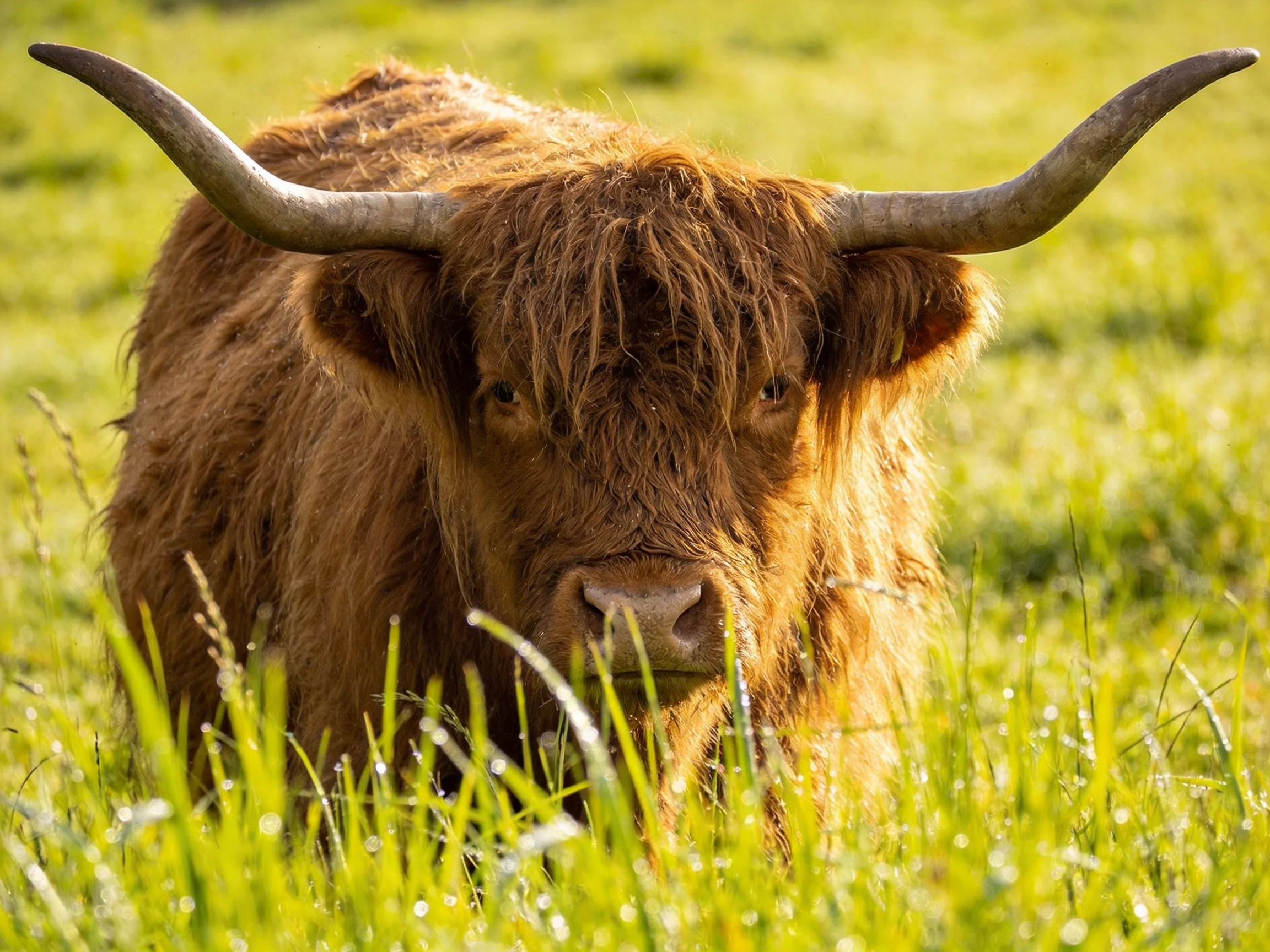 A shaggy brown Highland cow with large curved horns in lush green grass