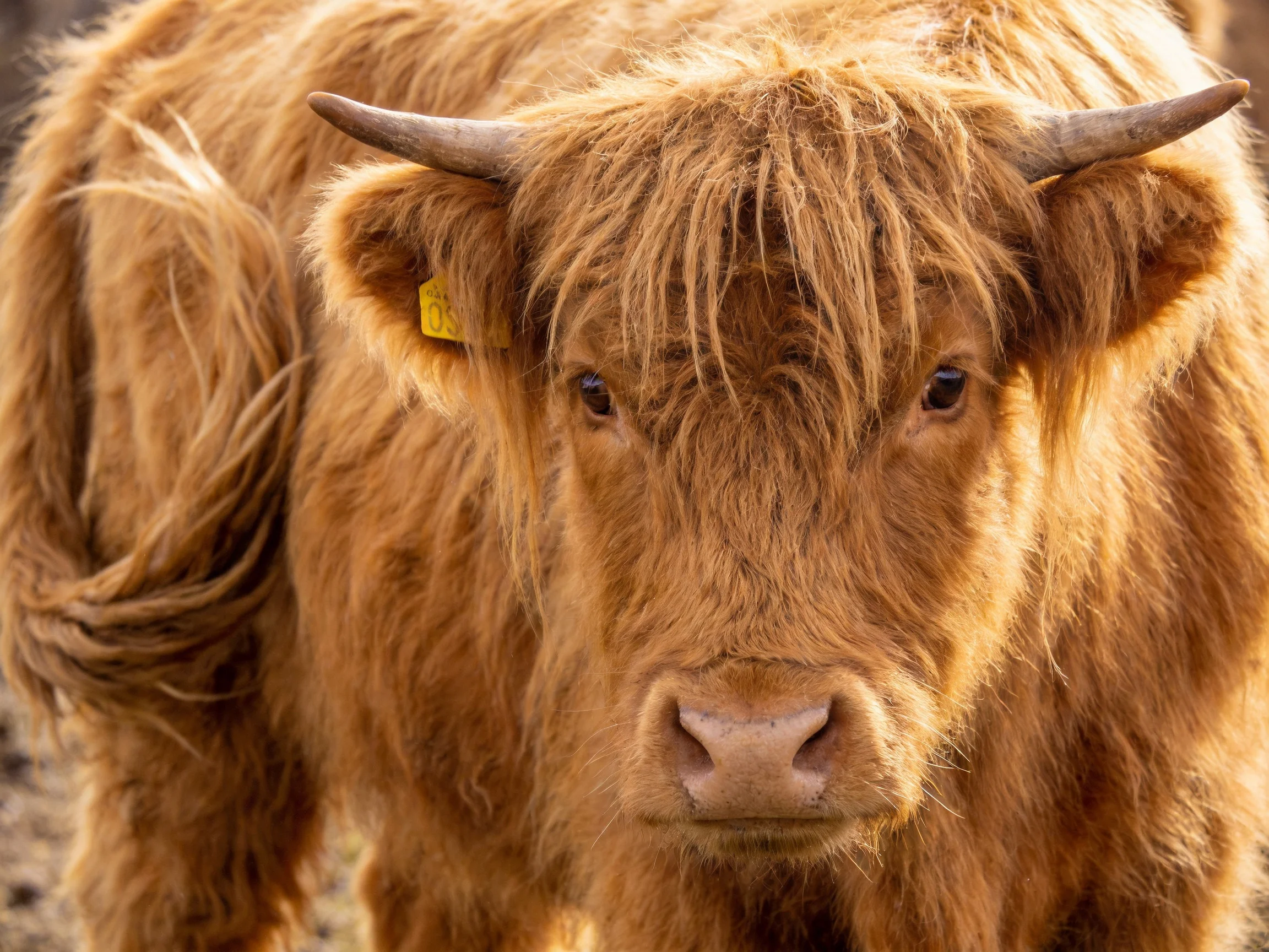 A shaggy brown Highland cow with long, curly fur
