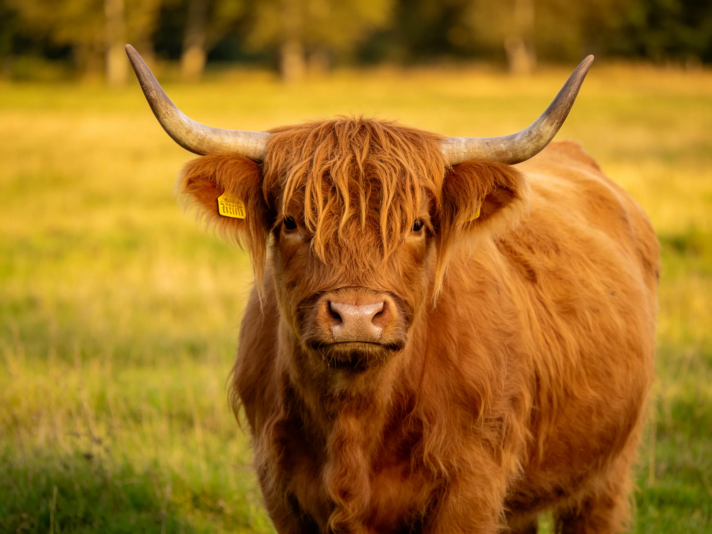 A shaggy brown Highland cow with long curved horns in a golden field