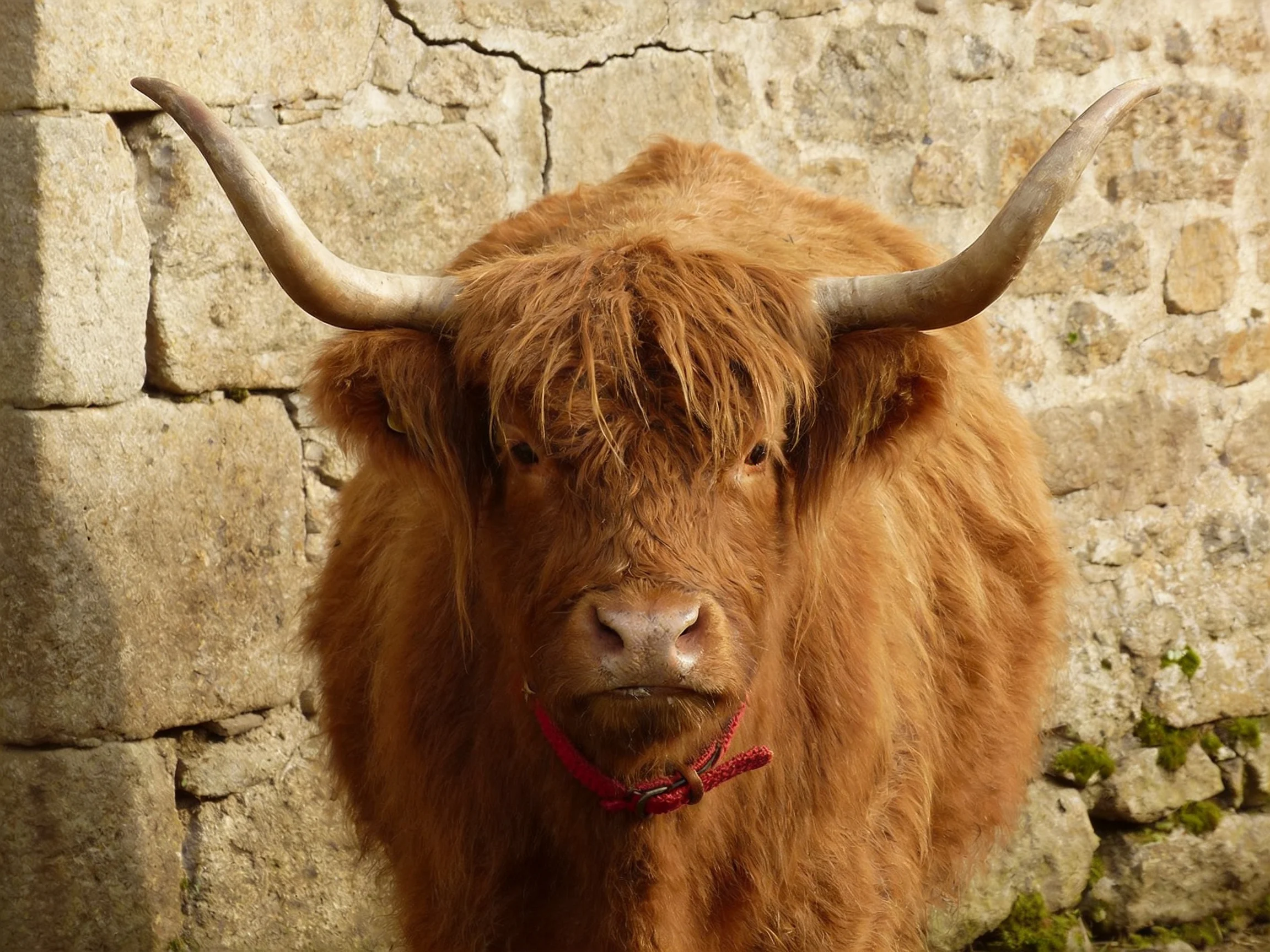 A shaggy brown Highland cow with long curved horns near a cracked stone wall