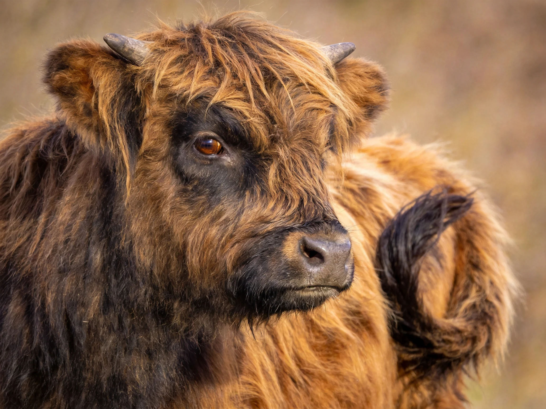 A shaggy brown and black Highland cow calf with small curved horns