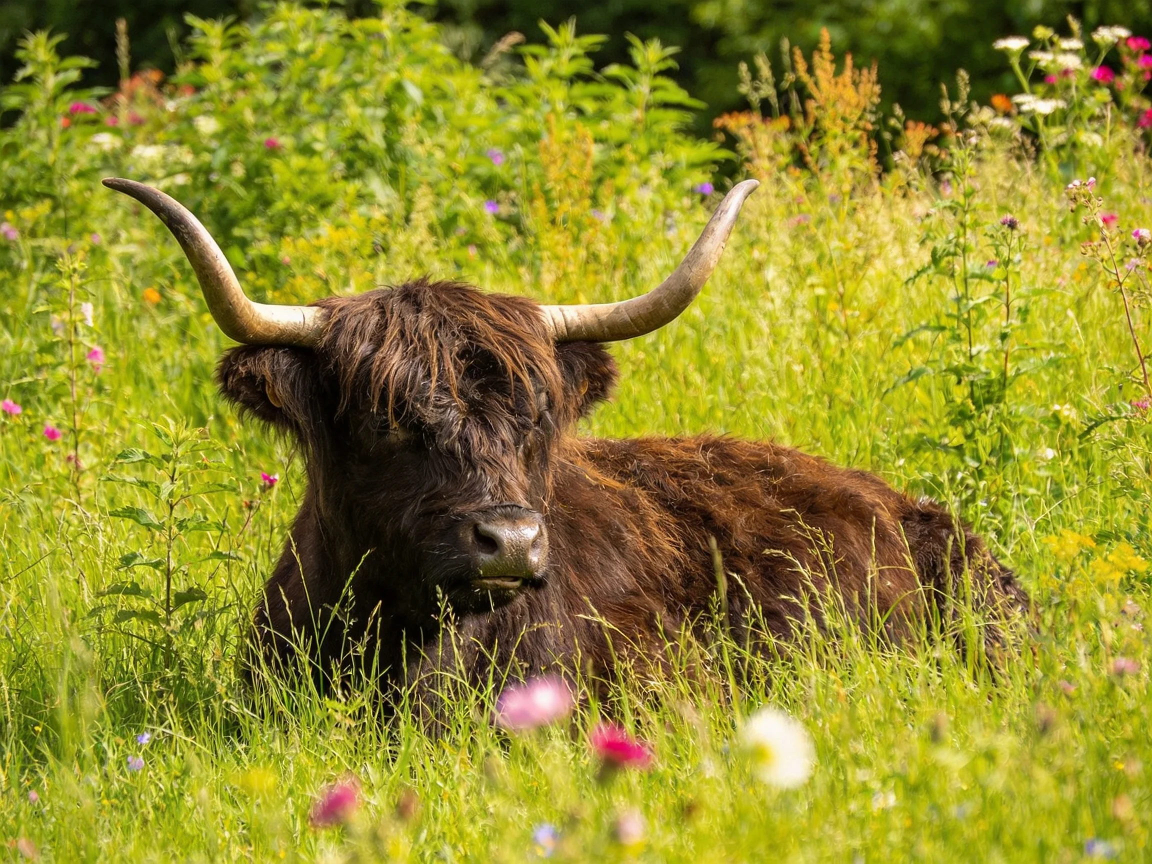 A shaggy brown cow relaxes in a meadow with tall green grass and wildflowers.