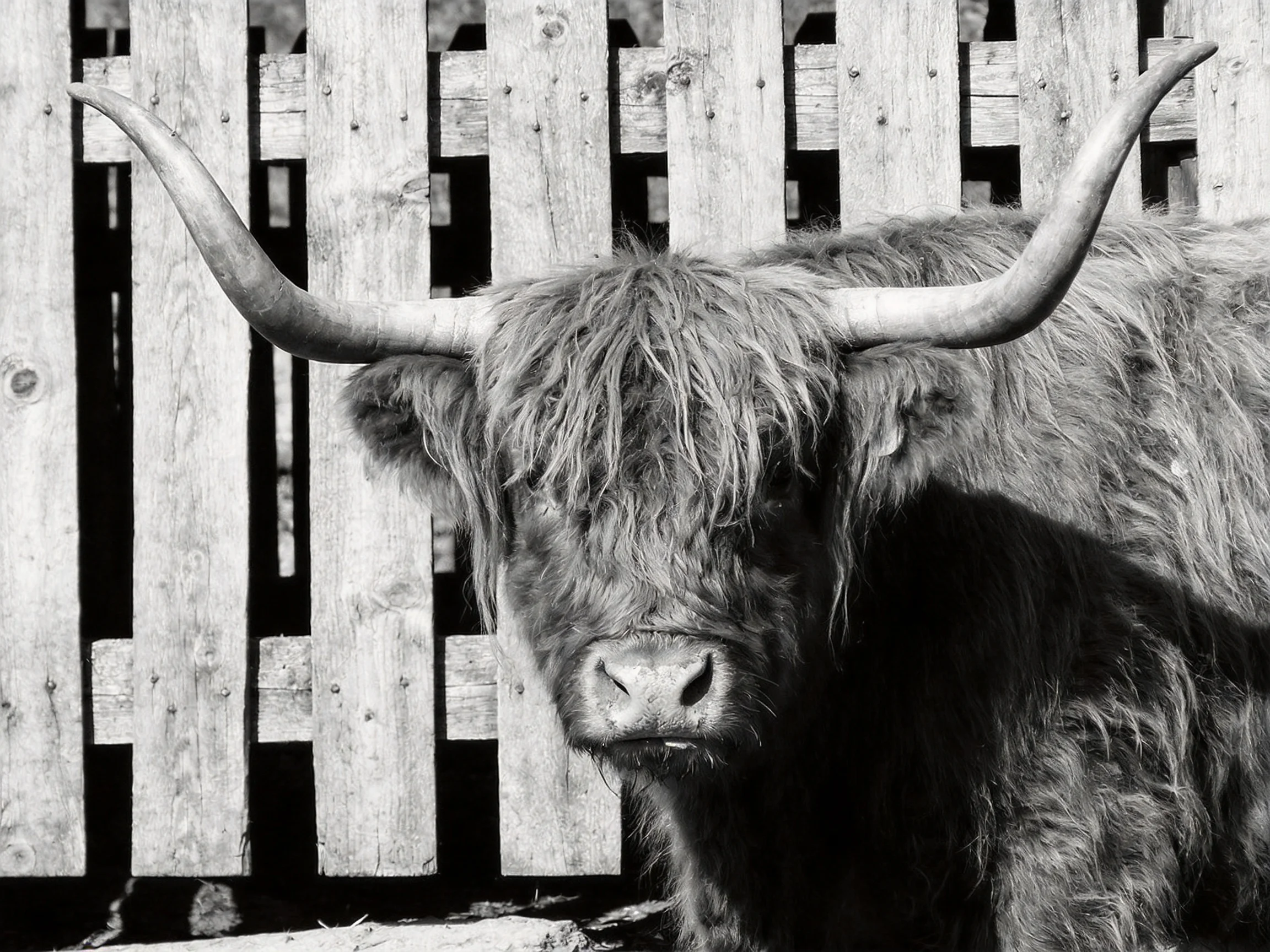 A shaggy - haired Highland cow with large curved horns near a wooden fence