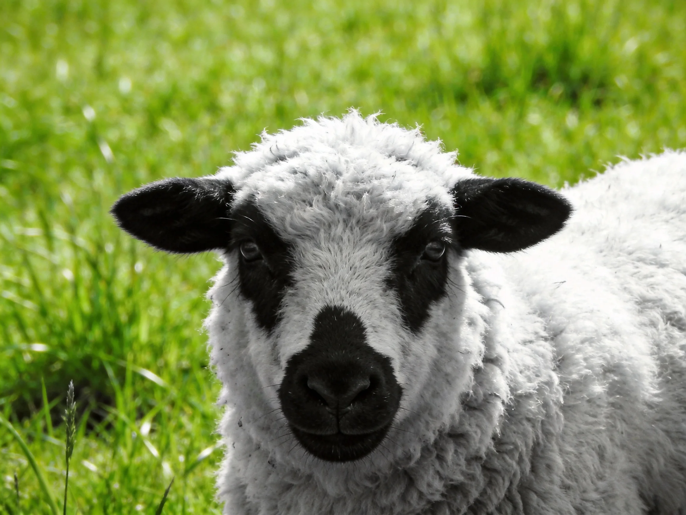 A sheep with black facial markings resting in lush green grass