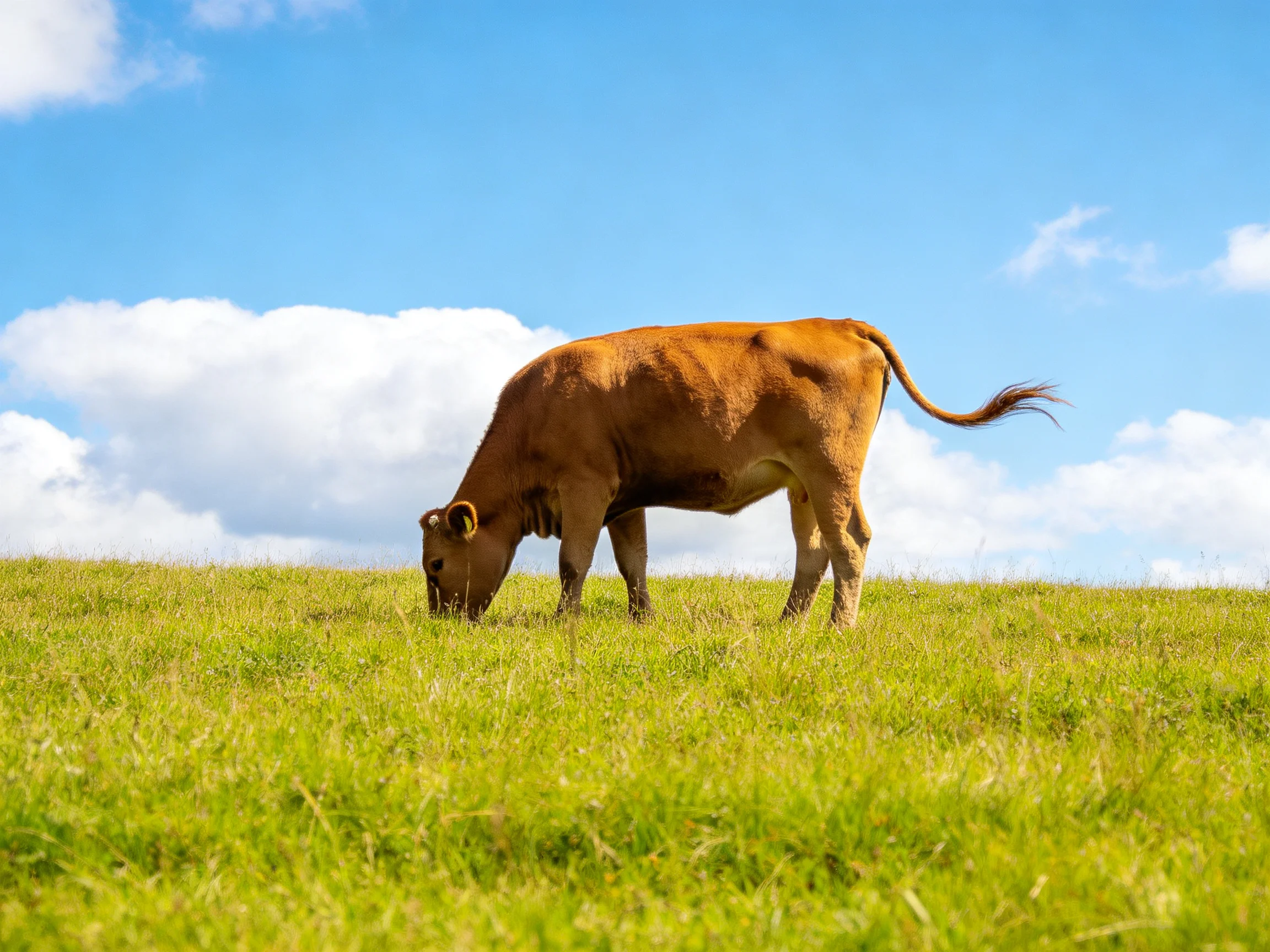 A brown cow grazes in a lush green meadow under a bright blue sky.