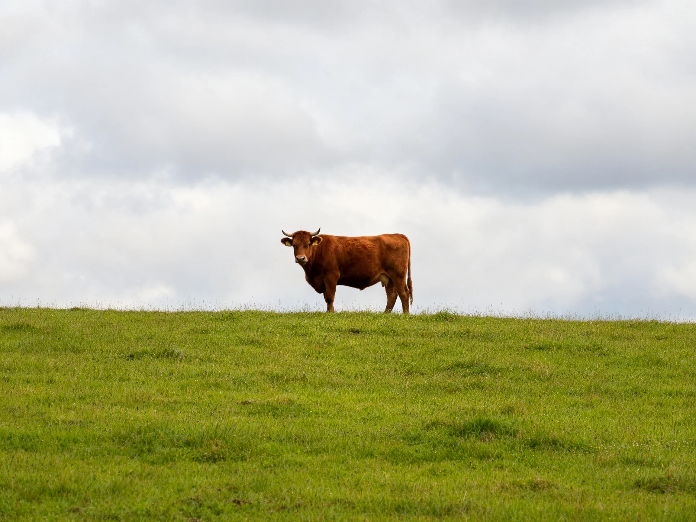 A single brown cow stands atop a lush green hill under overcast skies