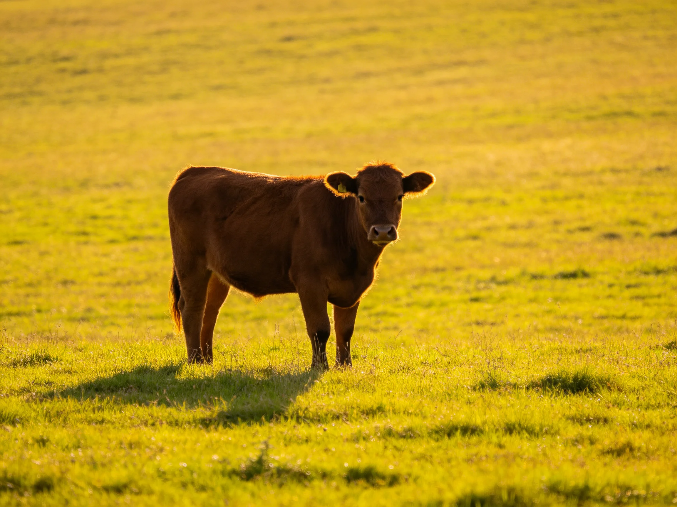 A single brown cow stands in a vast green meadow under golden sunlight