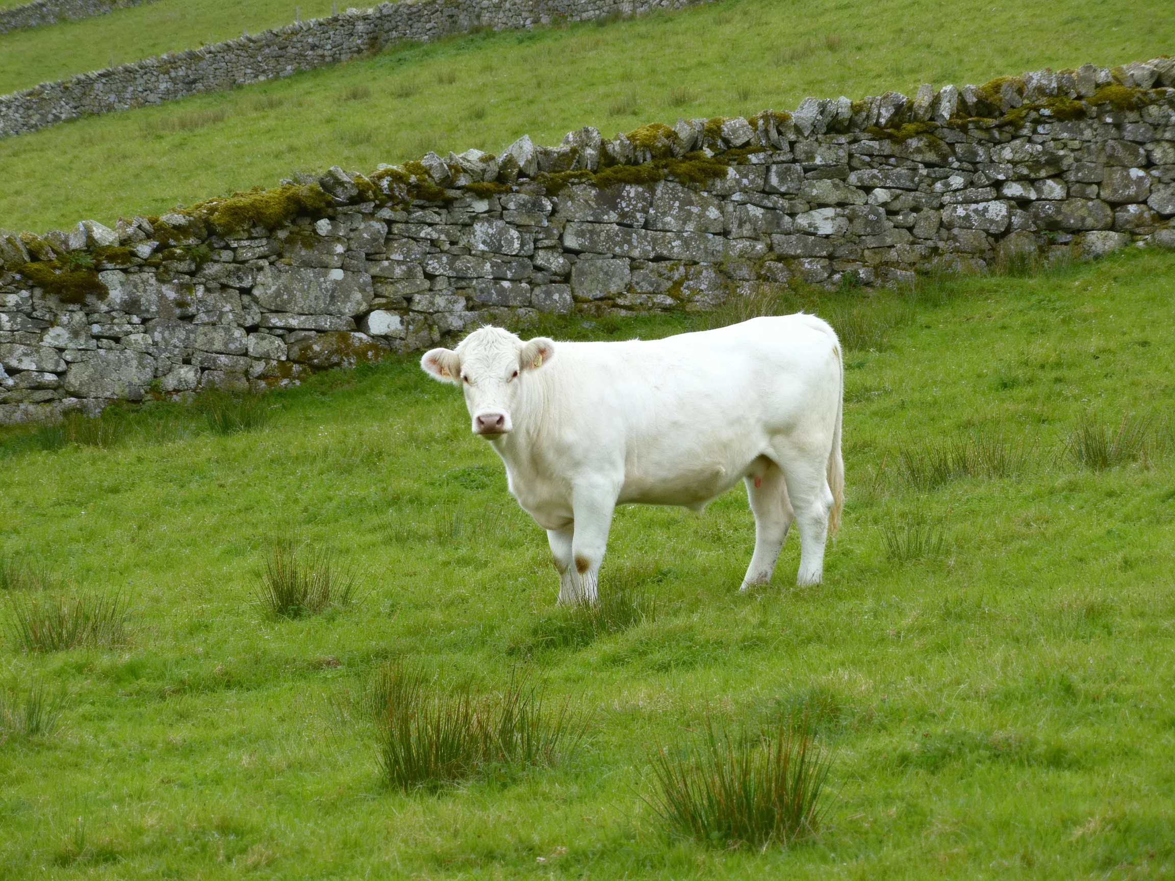 A white cow stands in a lush green pasture beside an old stone wall