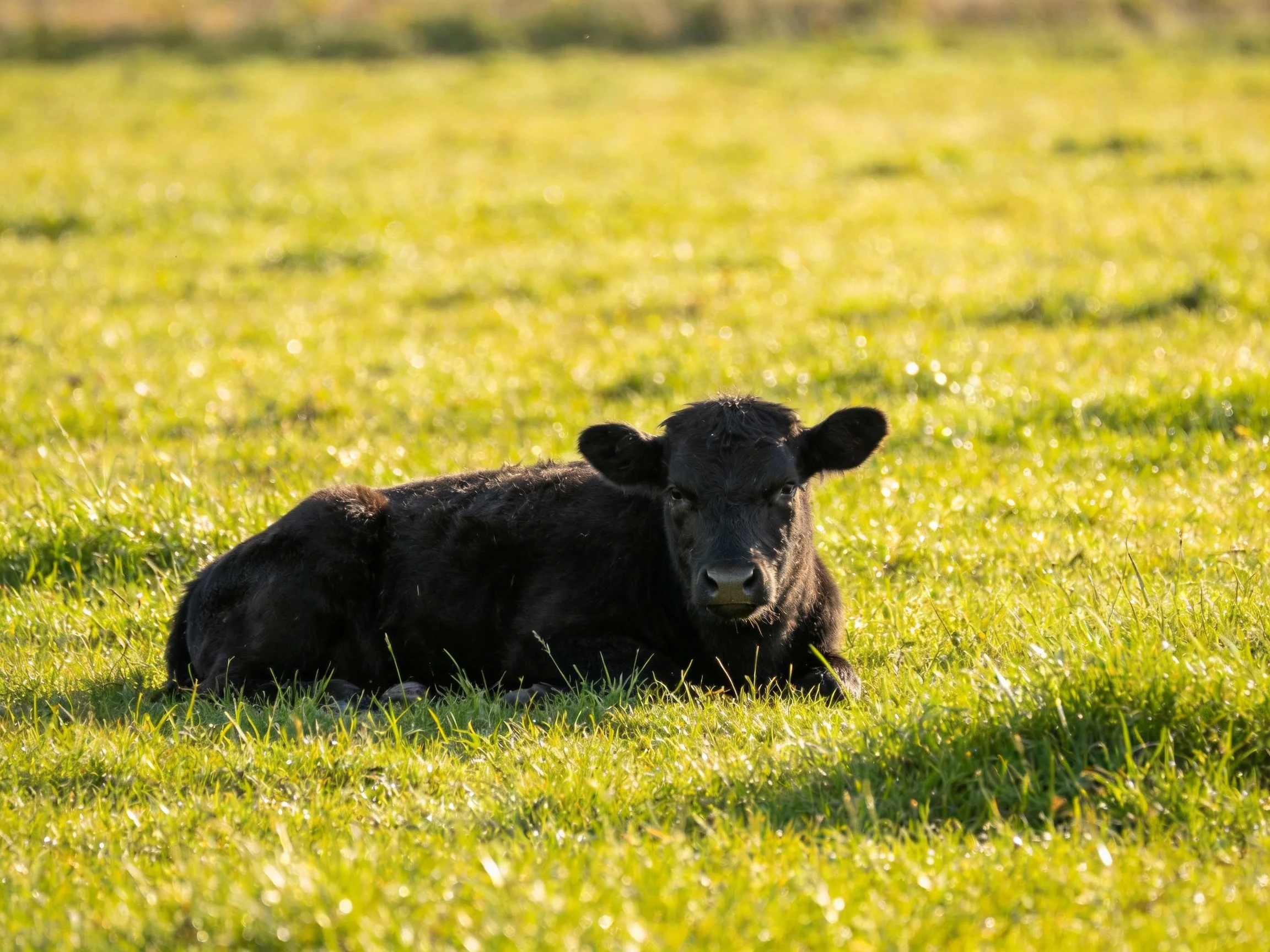 A small black calf rests in a sunlit green meadow