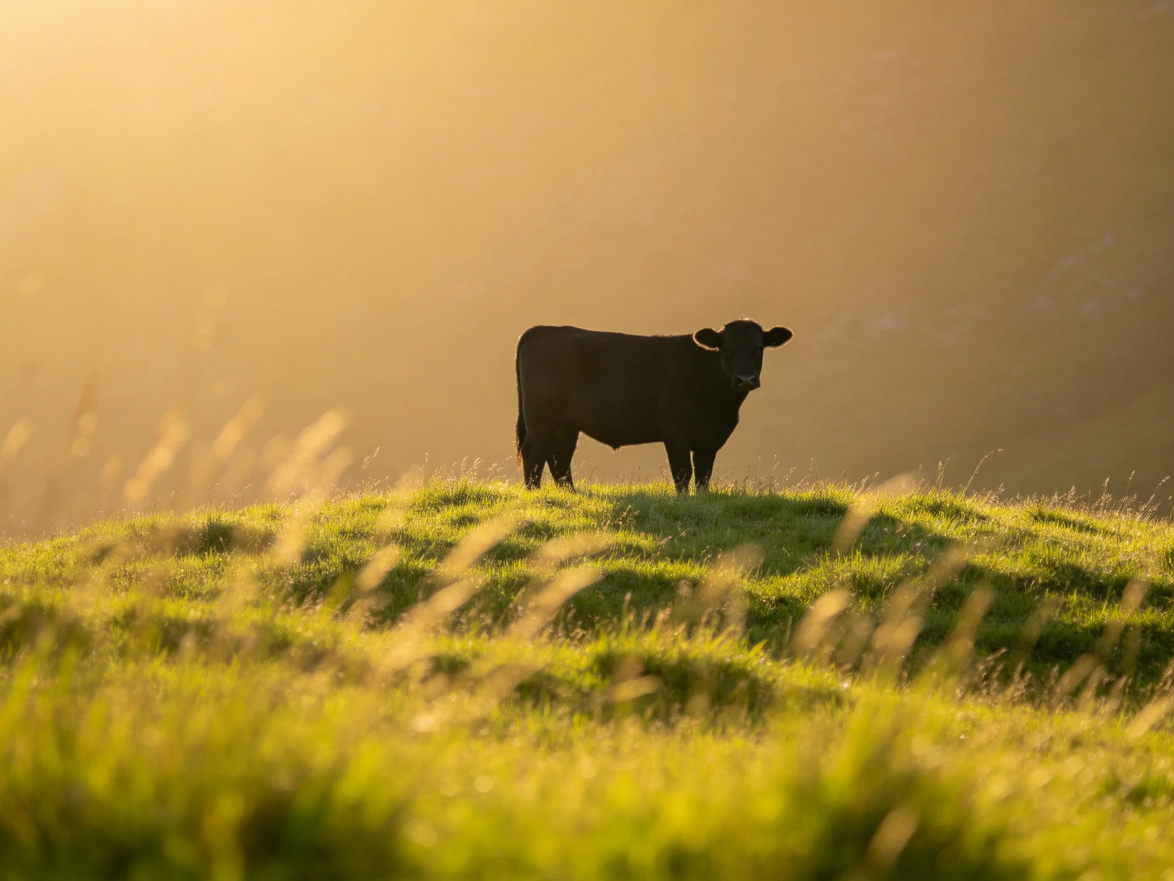 A solitary black cow stands on a sunlit green hillside
