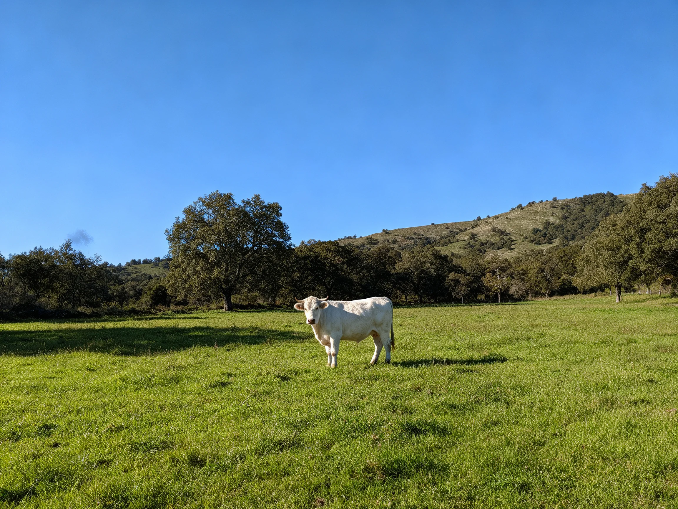 A solitary white cow in a vast green meadow with rolling hills