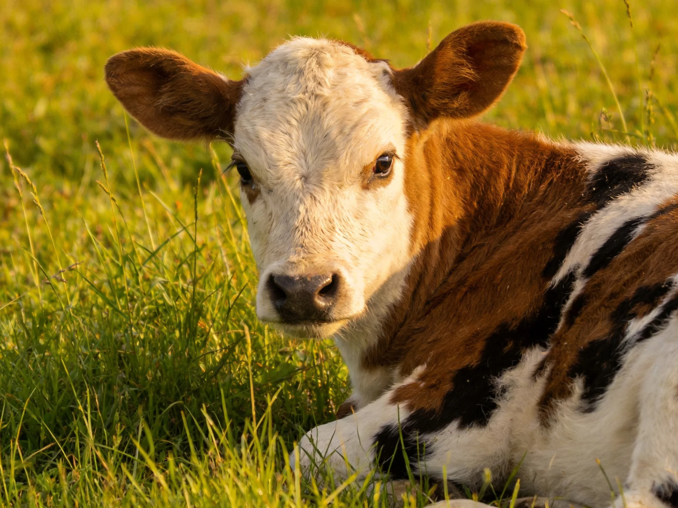 A spotted calf resting in lush green meadow during golden hour