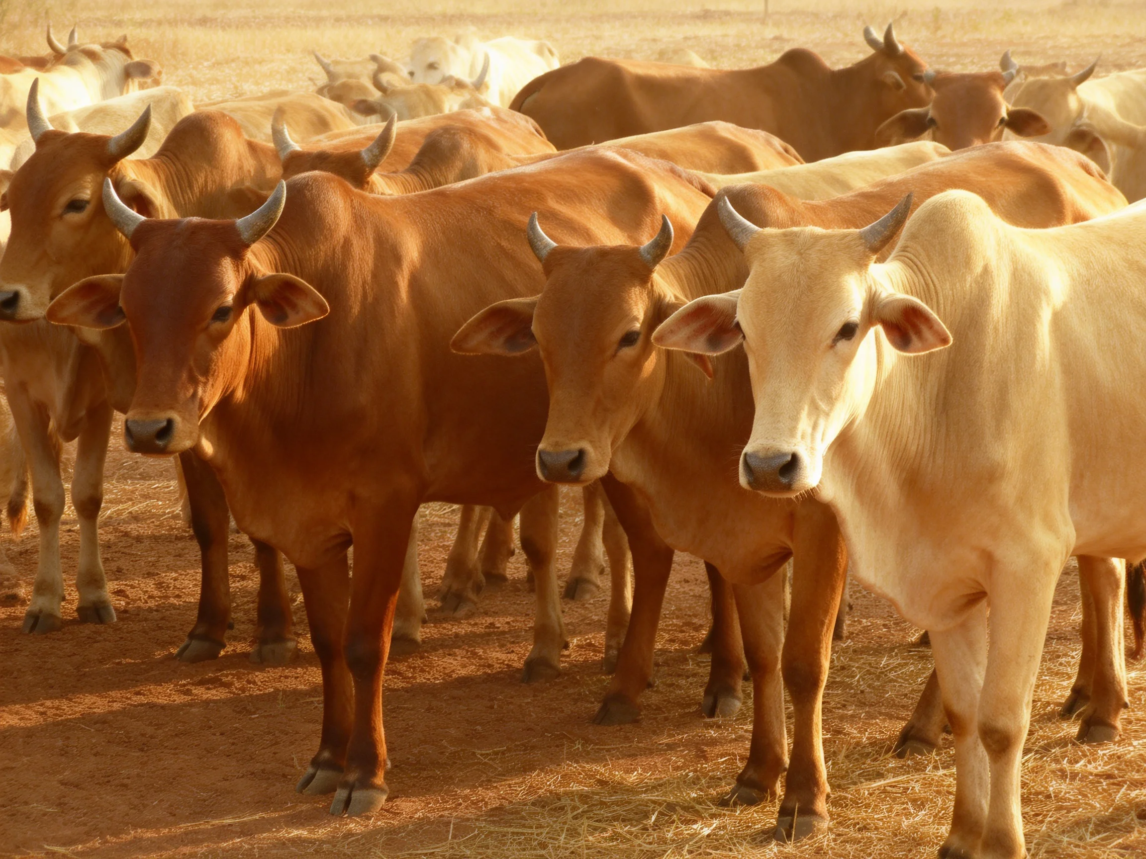 A substantial herd of brown and cream-coated cattle in a dusty field