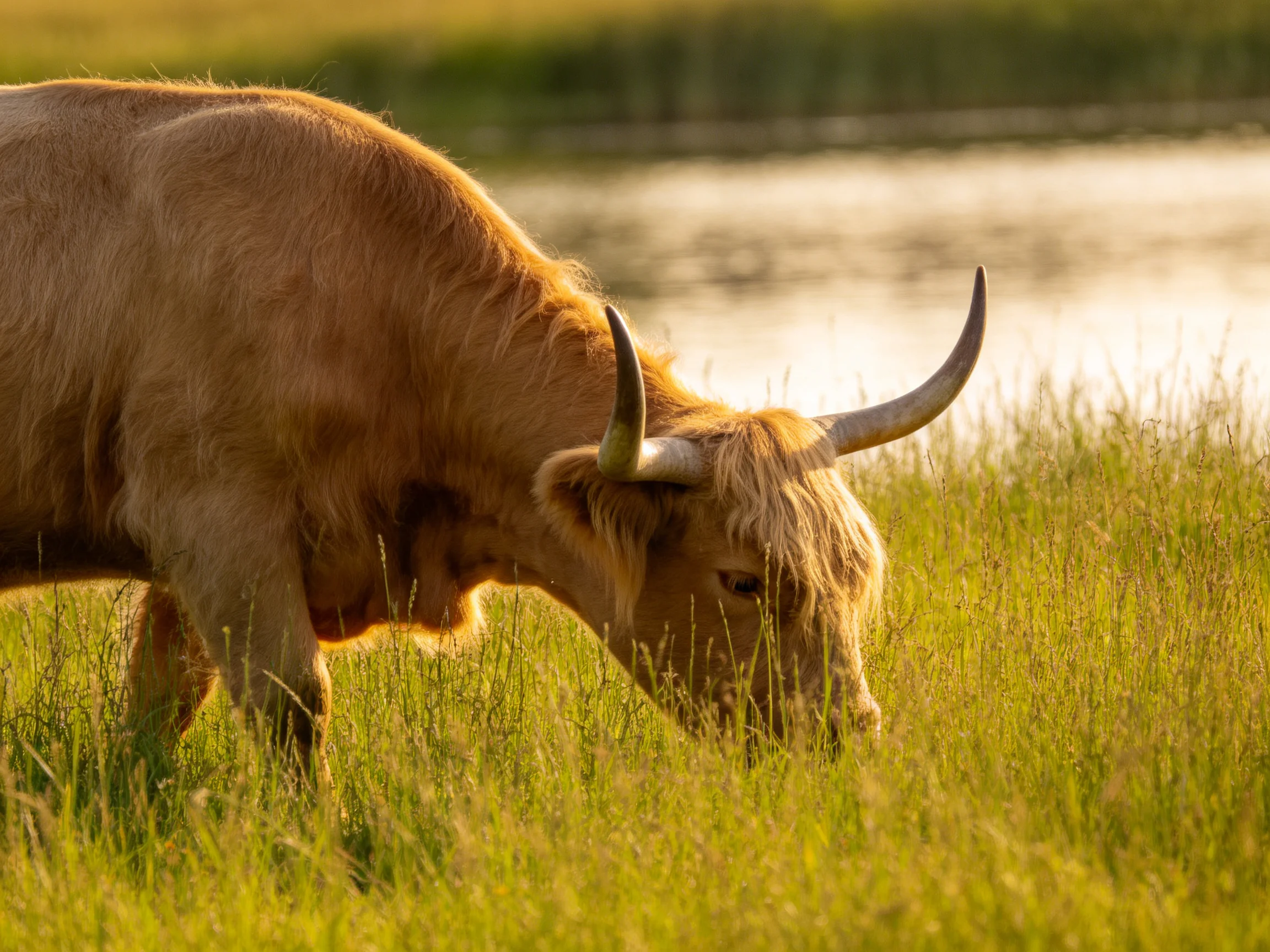 A tan Highland cow grazes in golden grass by a calm body of water