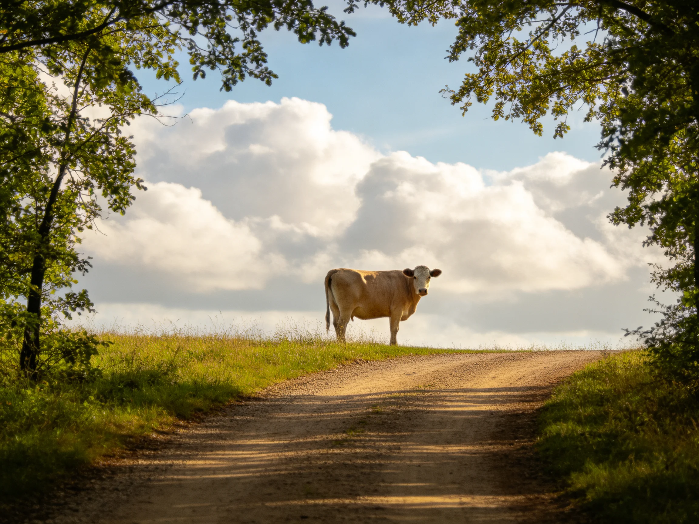 A tan cow stands on a sunlit dirt path between green trees