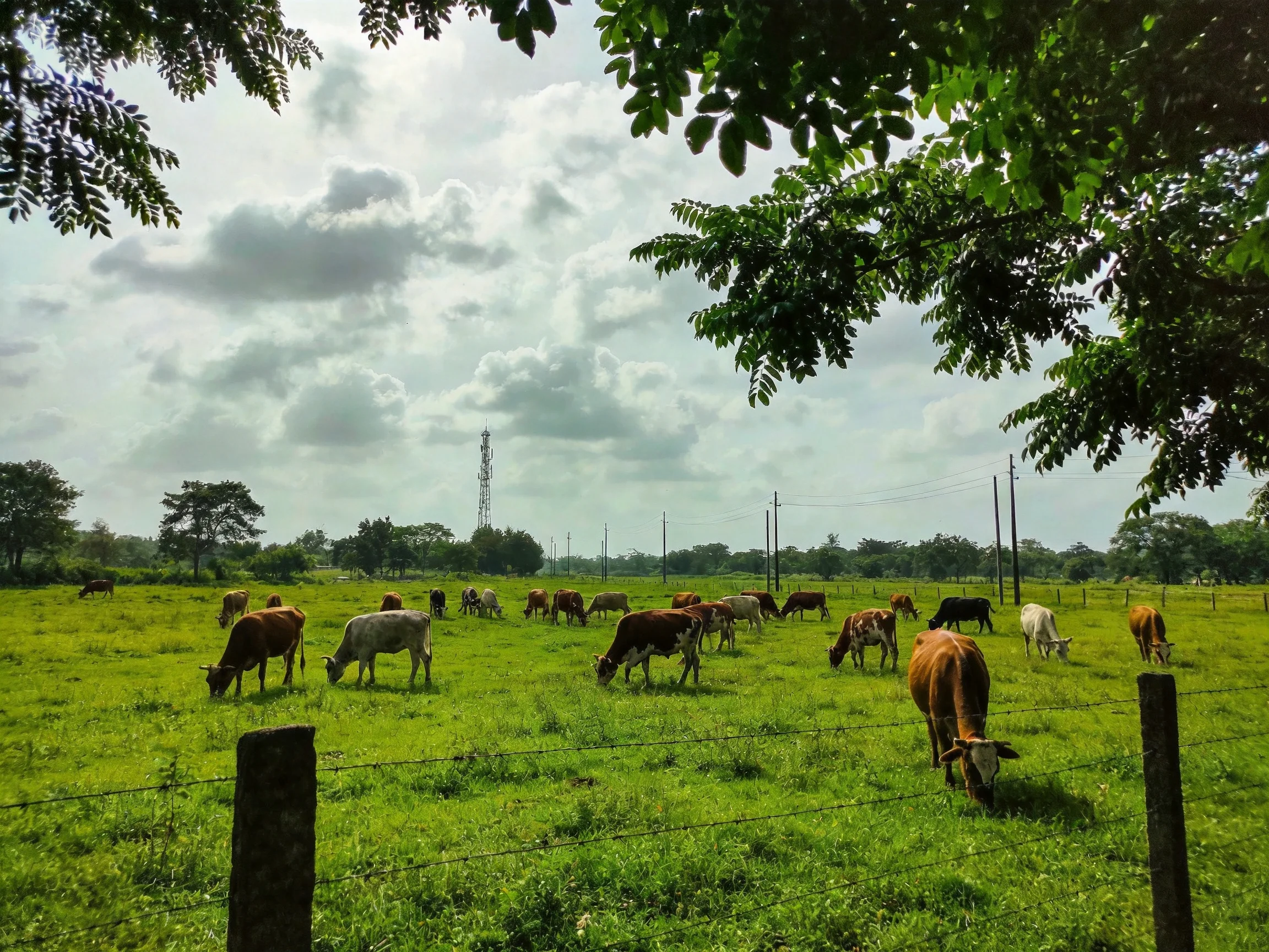 A verdant pasture with multiple cows grazing near leafy trees