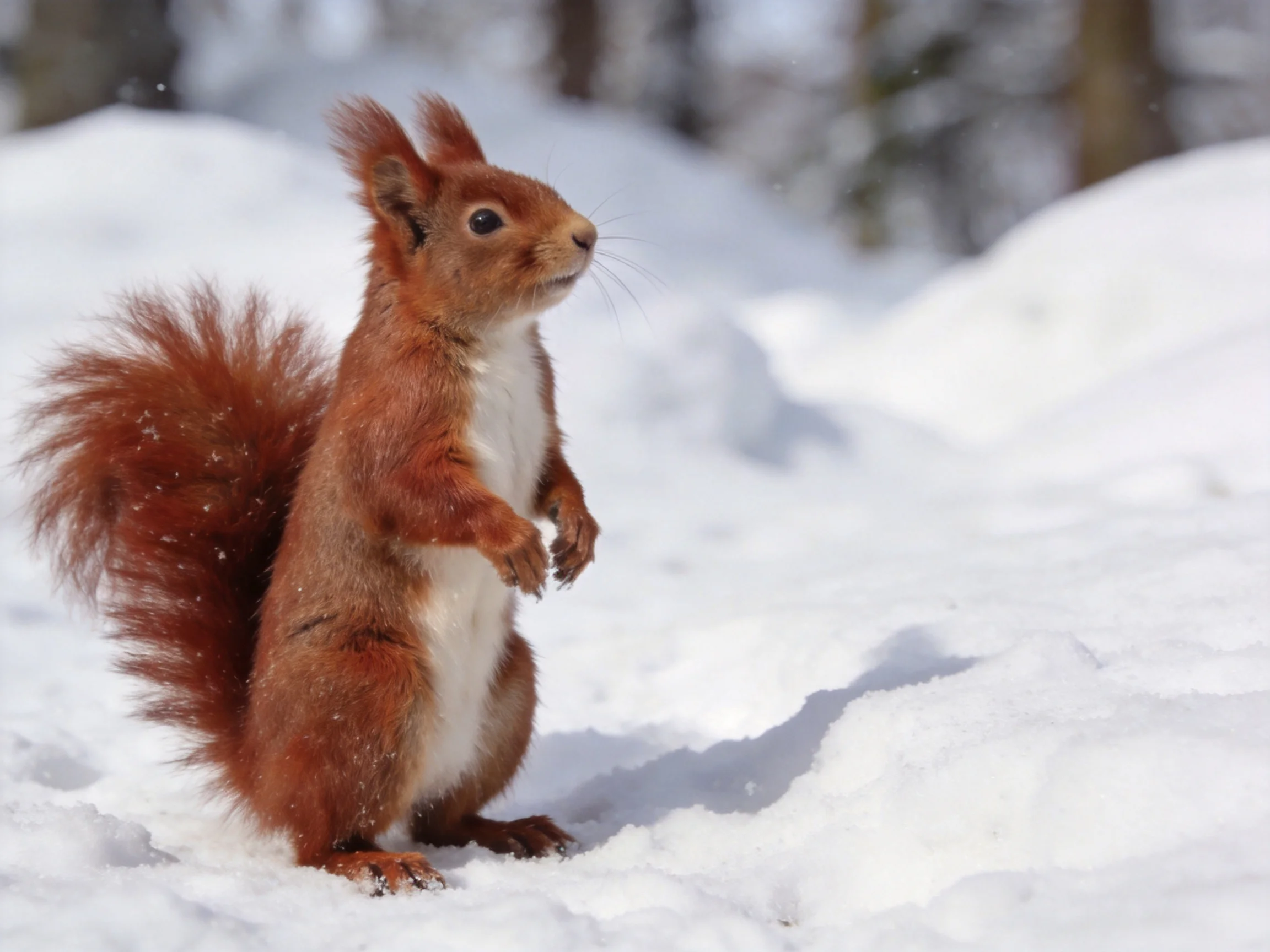 A vibrant red squirrel stands alert in snowy winter terrain