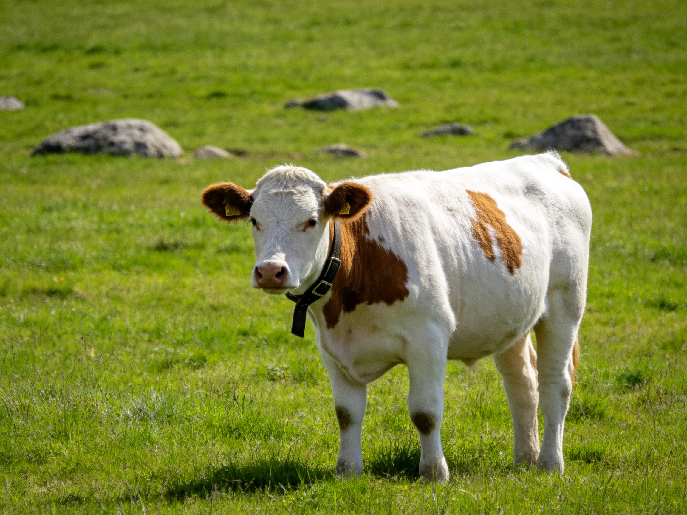 A white and brown cow stands in a lush green pasture with scattered rocks