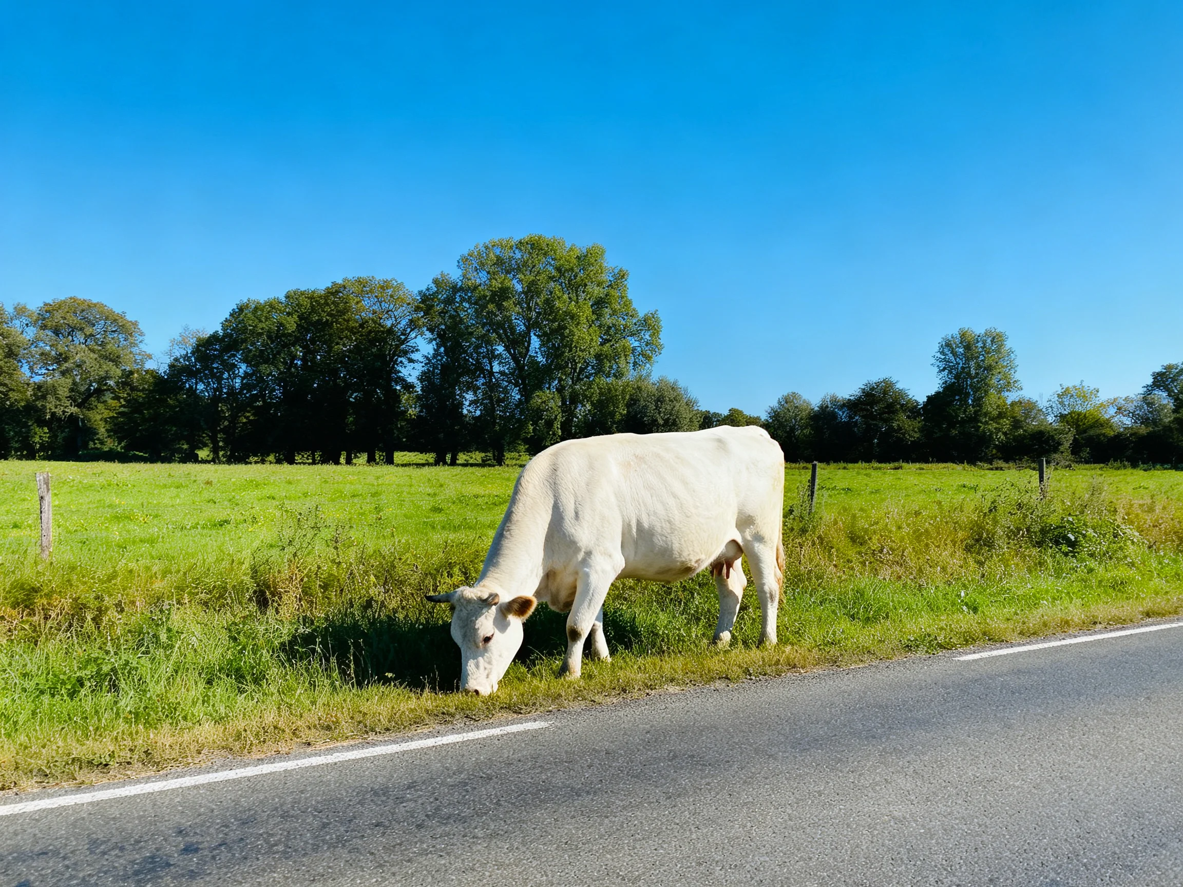 A white cow grazes by a roadside with lush green fields
