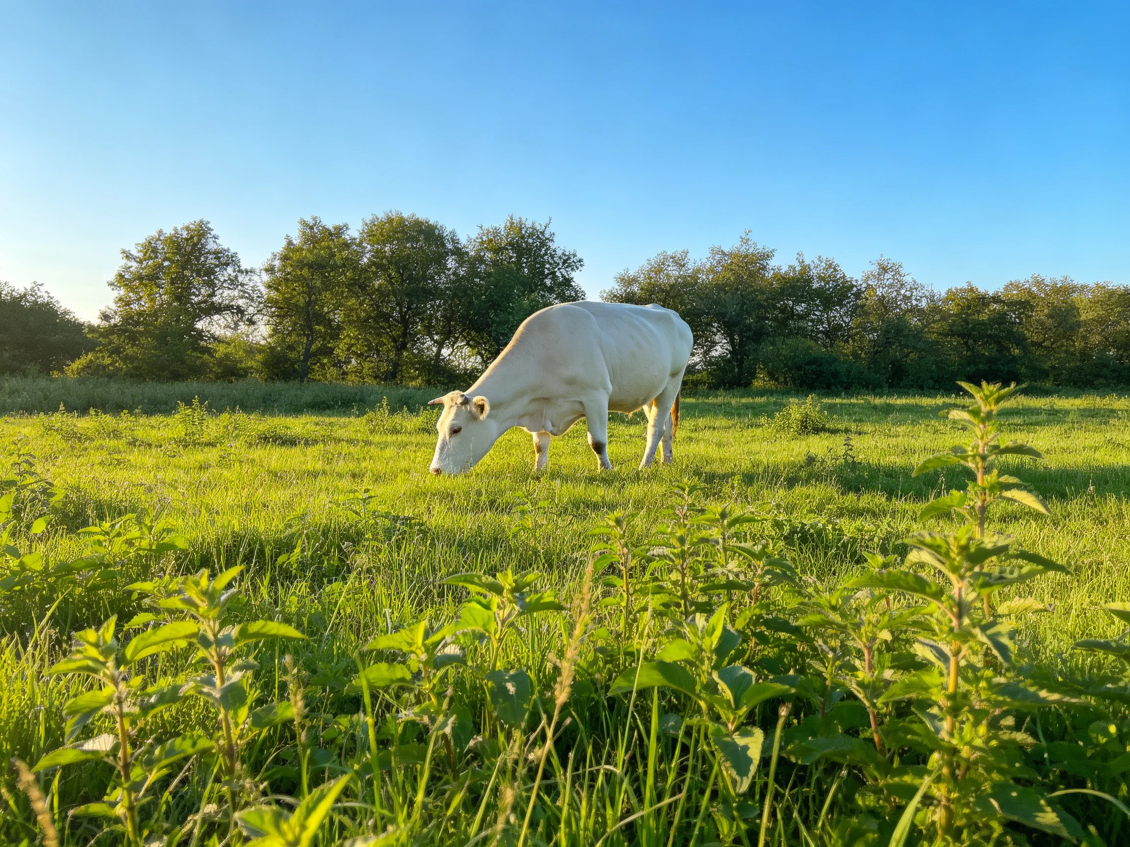 A white cow grazing in a lush green meadow near trees