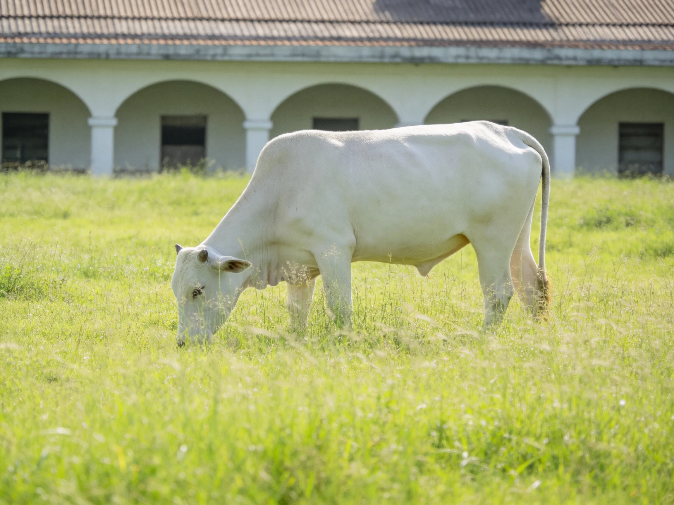 A white cow grazes in tall green grass with an arched building behind it.