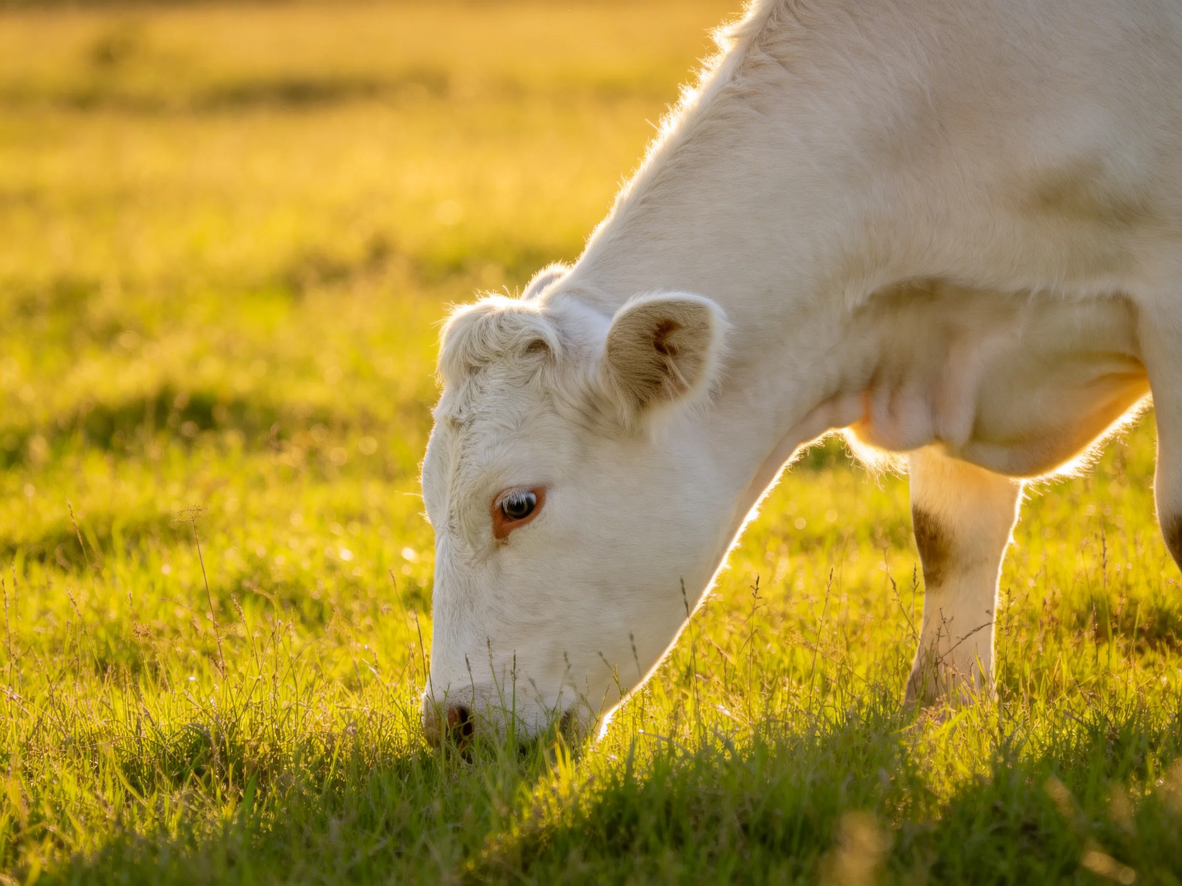 A white cow grazing in a sunlit green pasture with golden hues