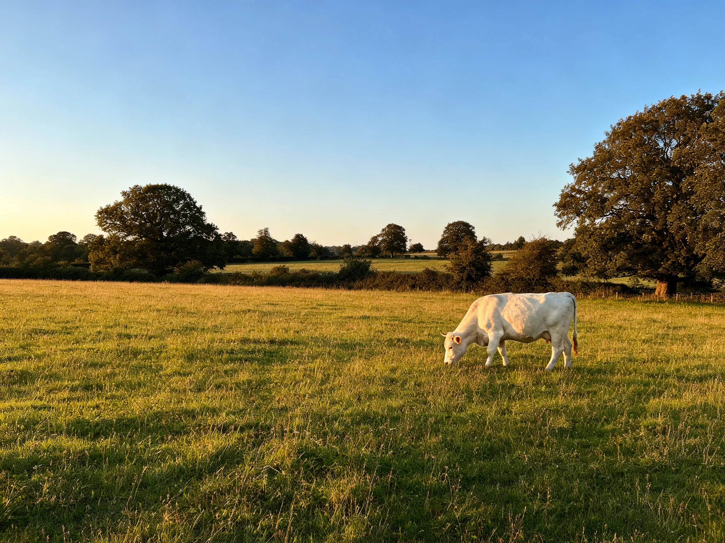 A white cow grazing in a sunlit green pasture with scattered trees