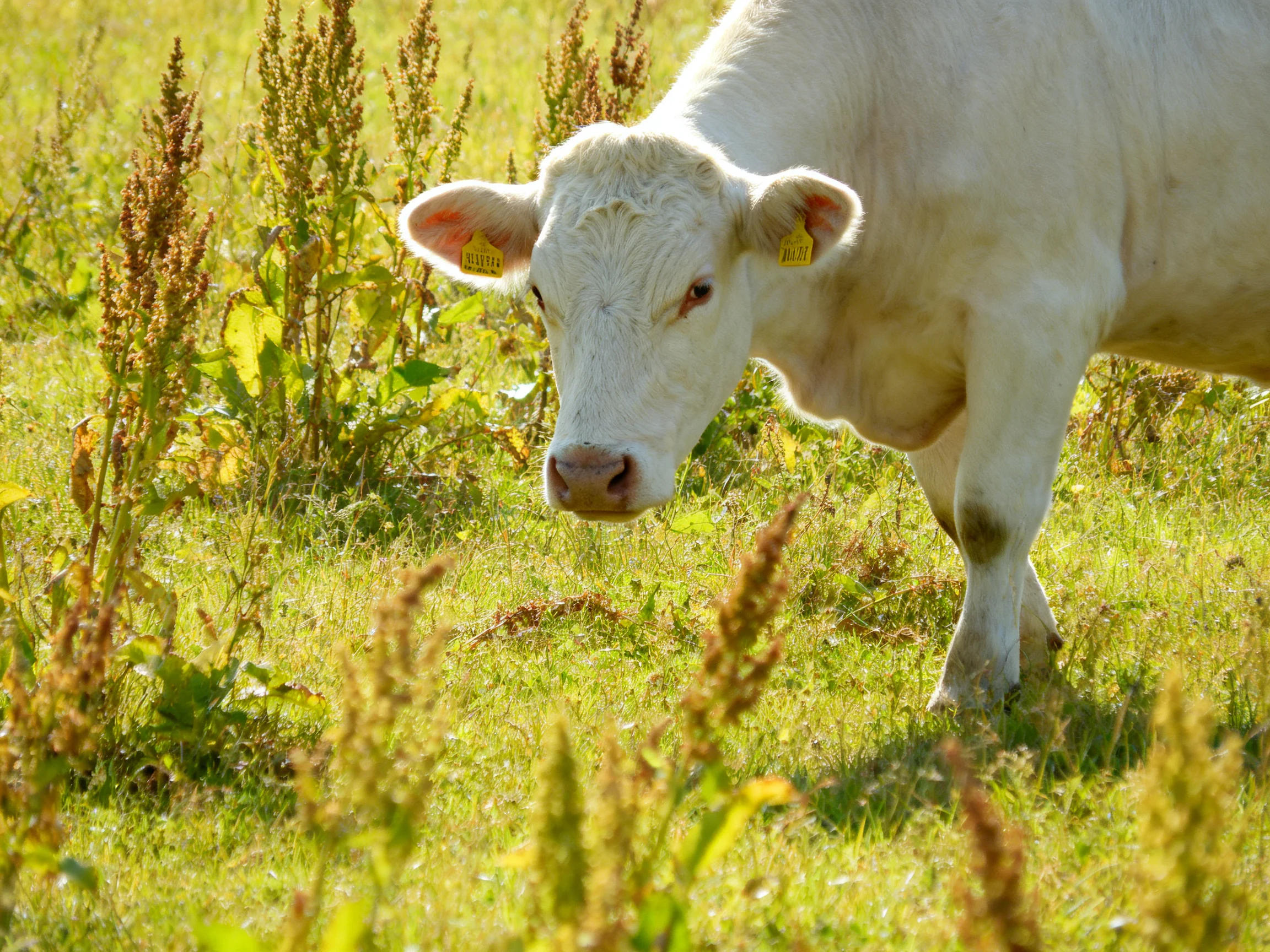 A white cow grazing in a sunlit meadow with tall vegetation