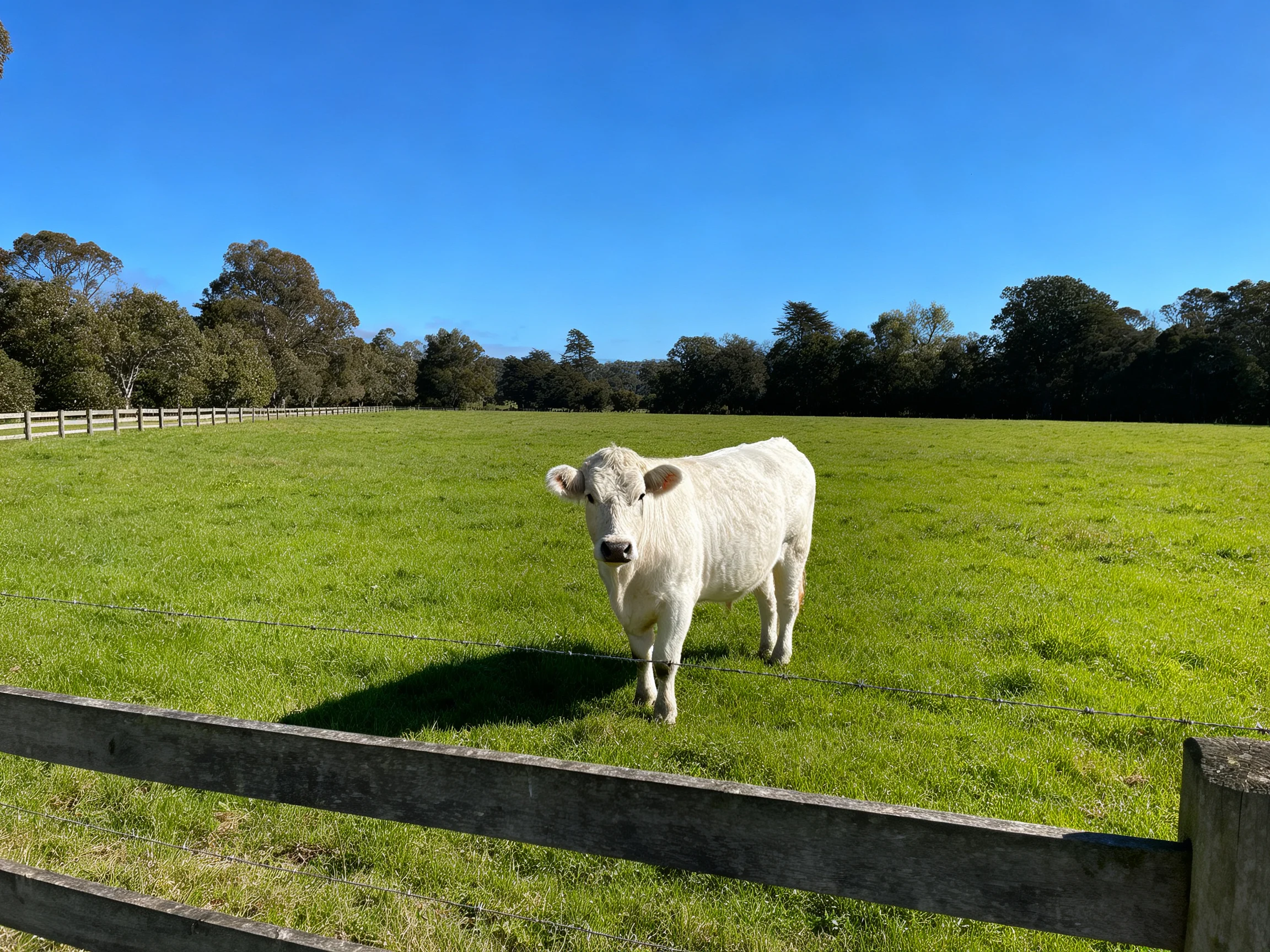 A white cow in a lush green pasture with wooden fences