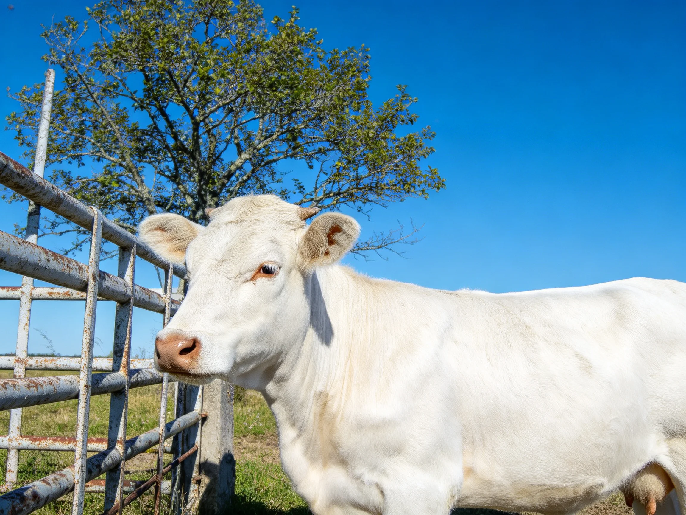 A white cow near a weathered metal fence with a leafy tree