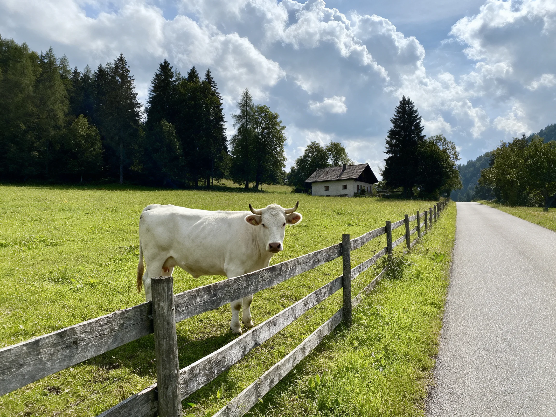 A white cow near a wooden fence by a rural road