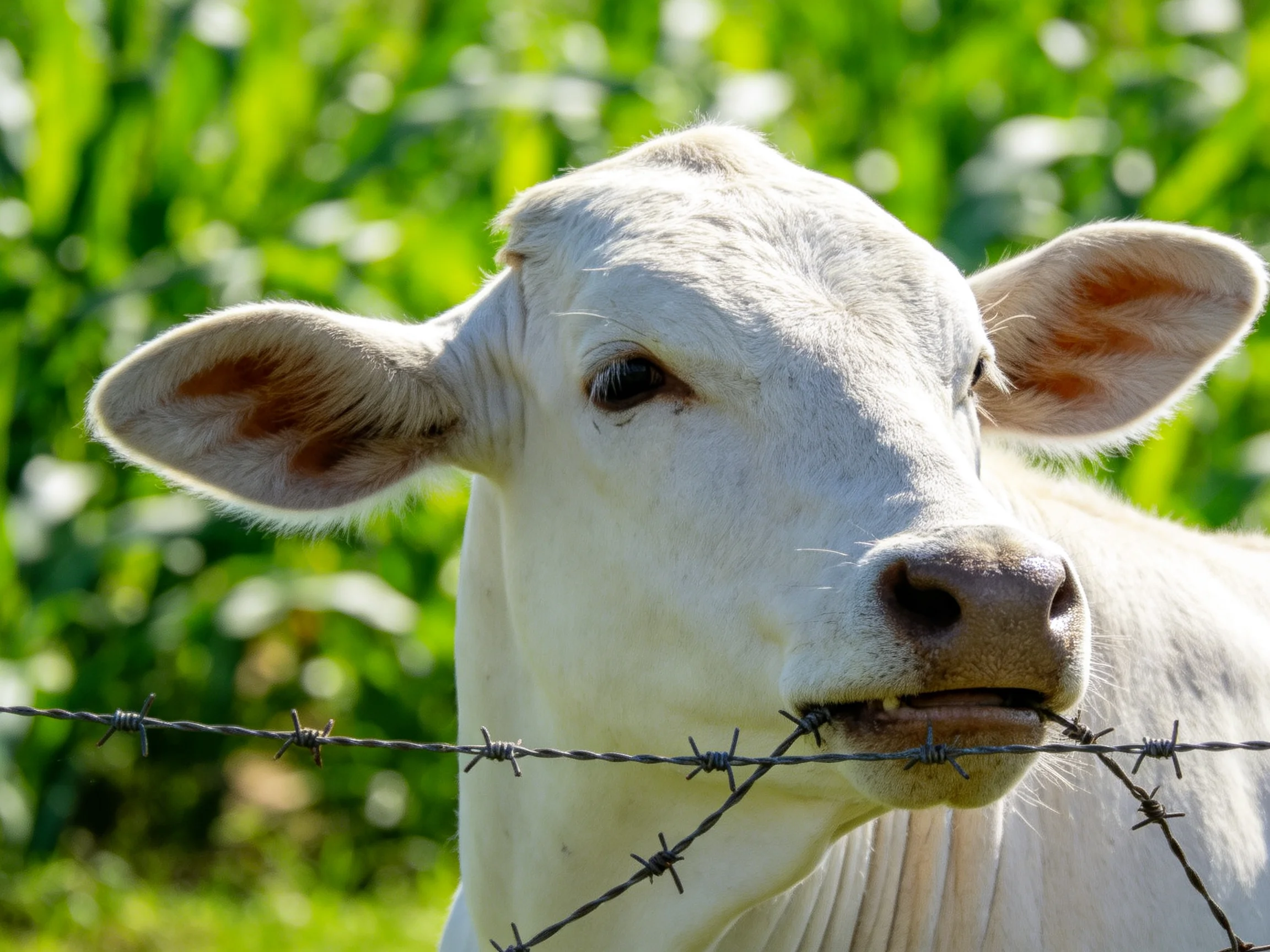 A white cow near barbed wire with lush greenery