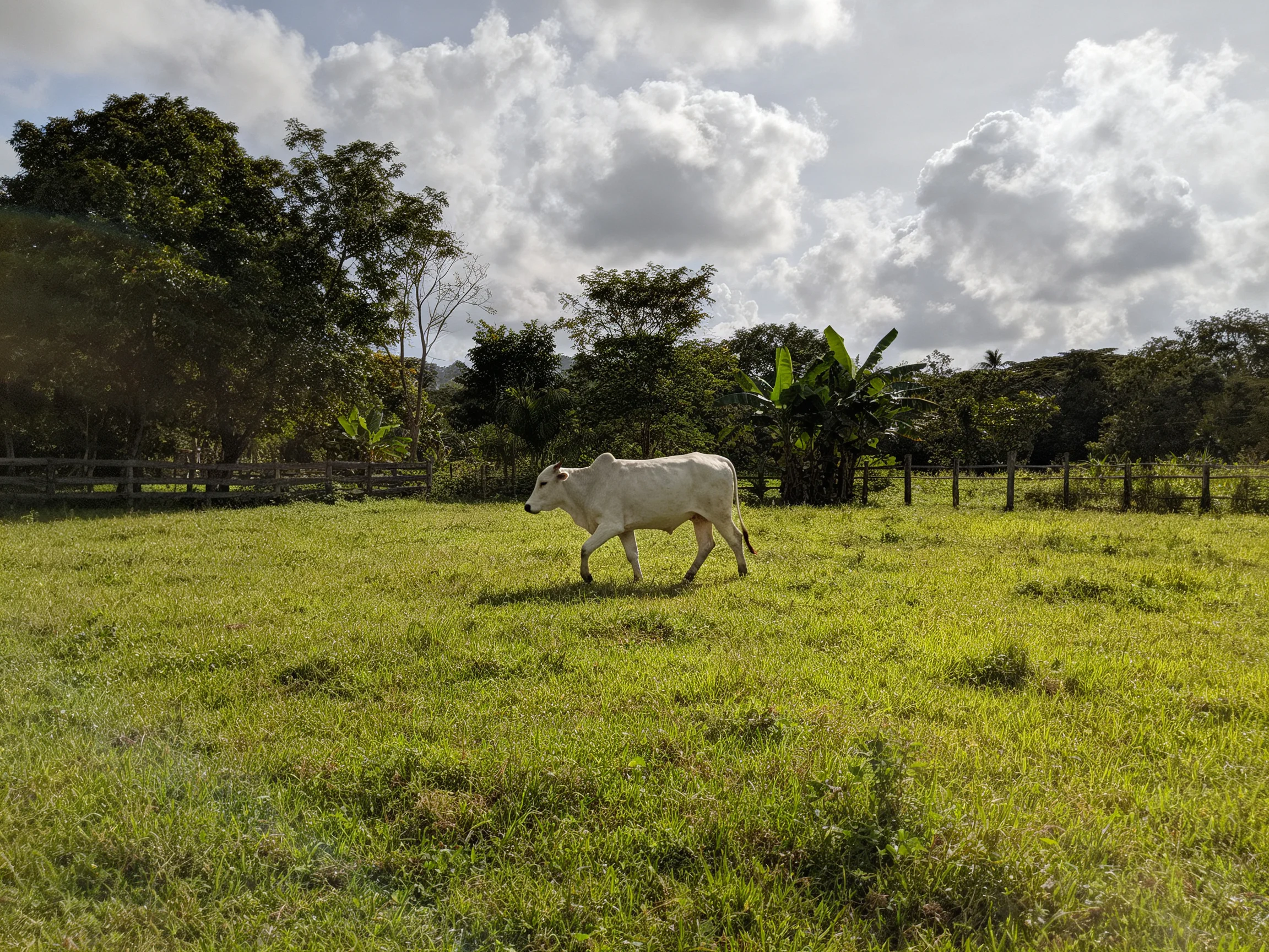 A white cow roams a lush green pasture with wooden fences and tropical trees