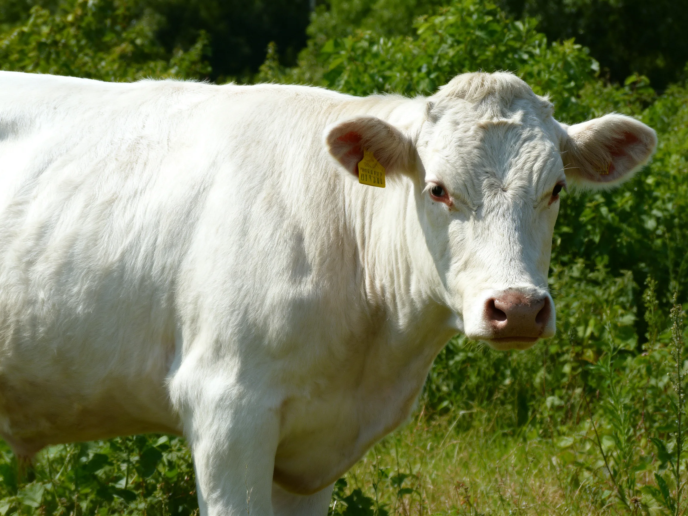 A white cow stands among greenery in a sunlit outdoor setting.